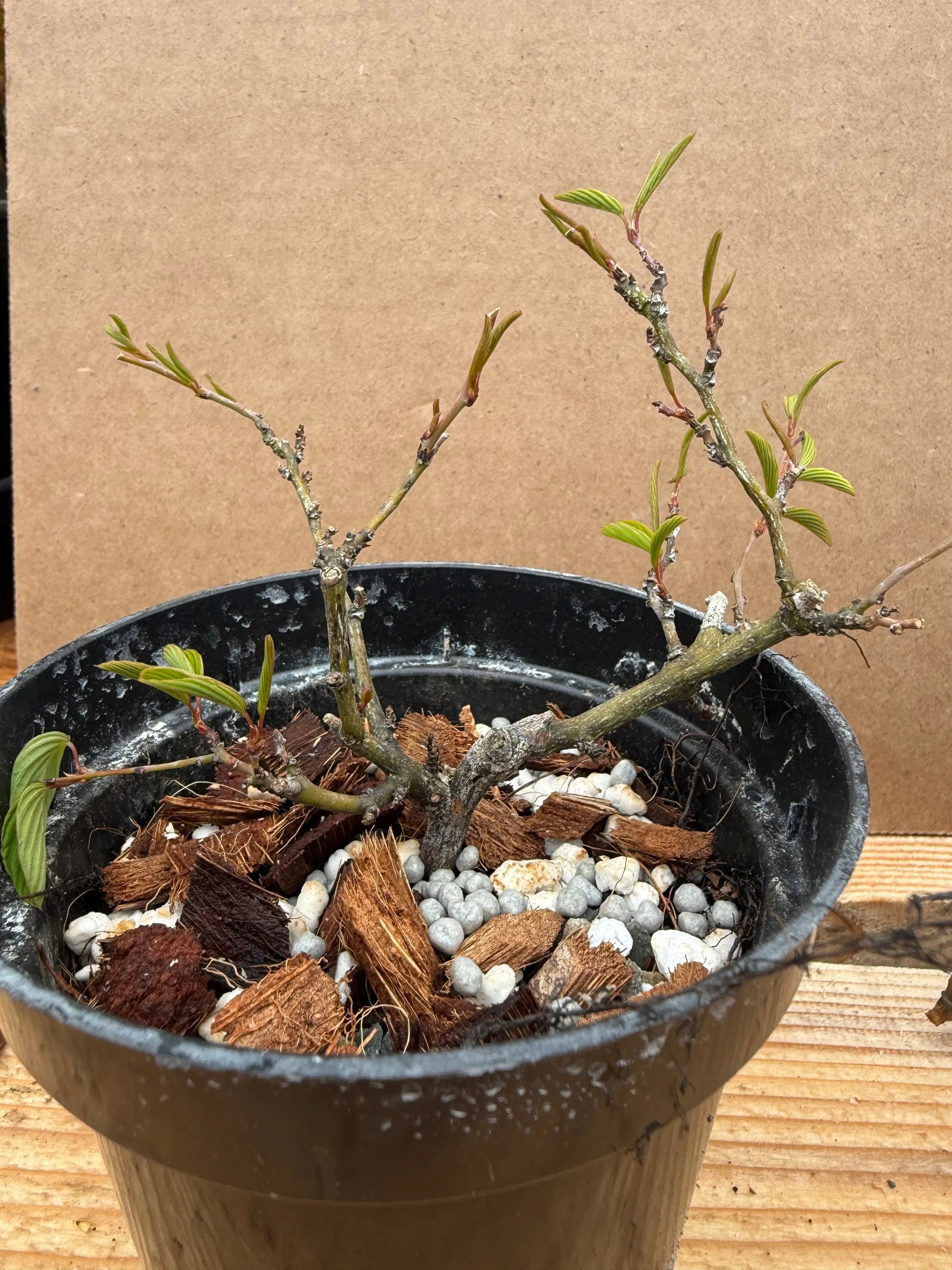 Berchemia racemosa Canada Bonsai