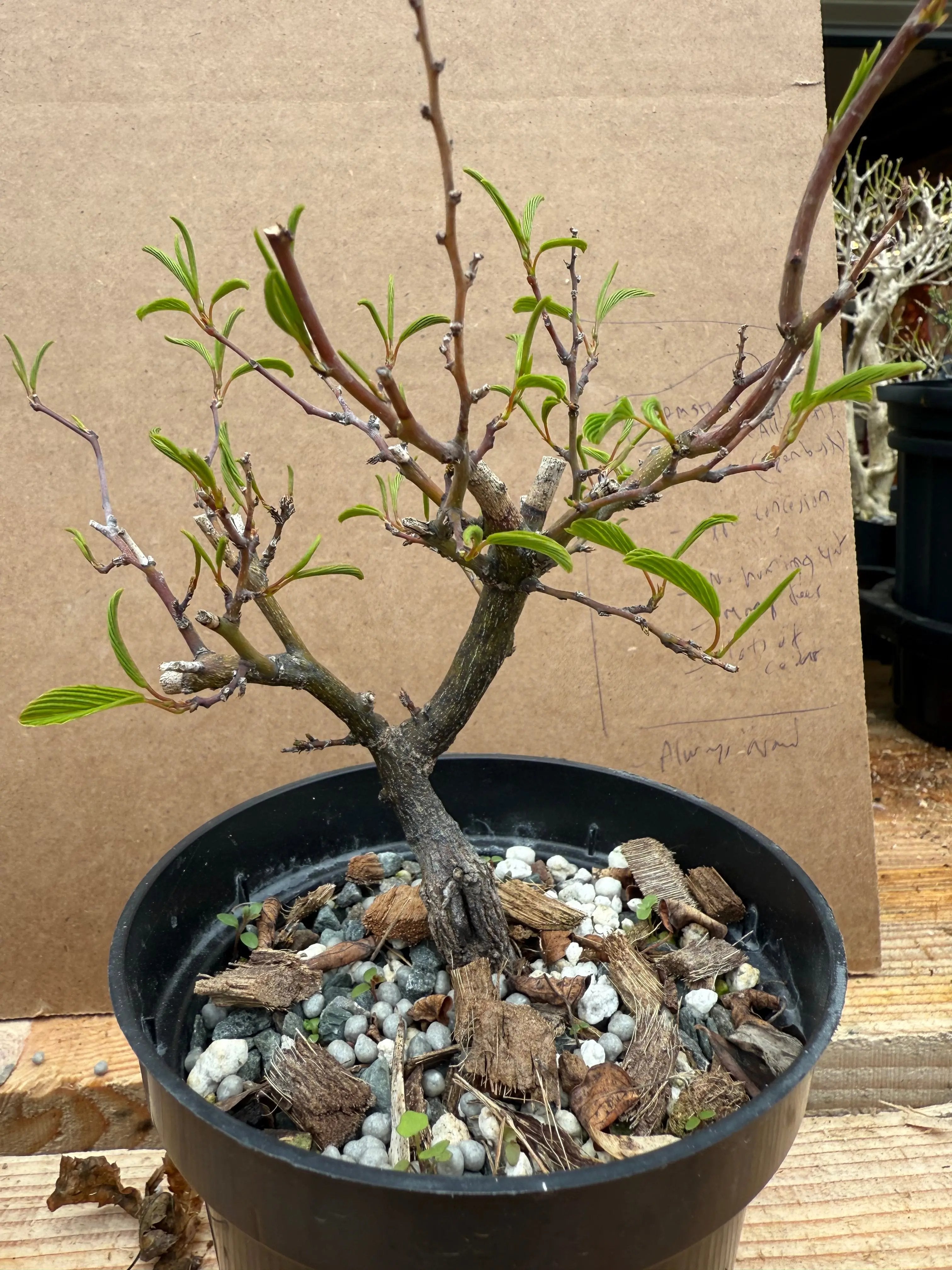 Berchemia racemosa Canada Bonsai