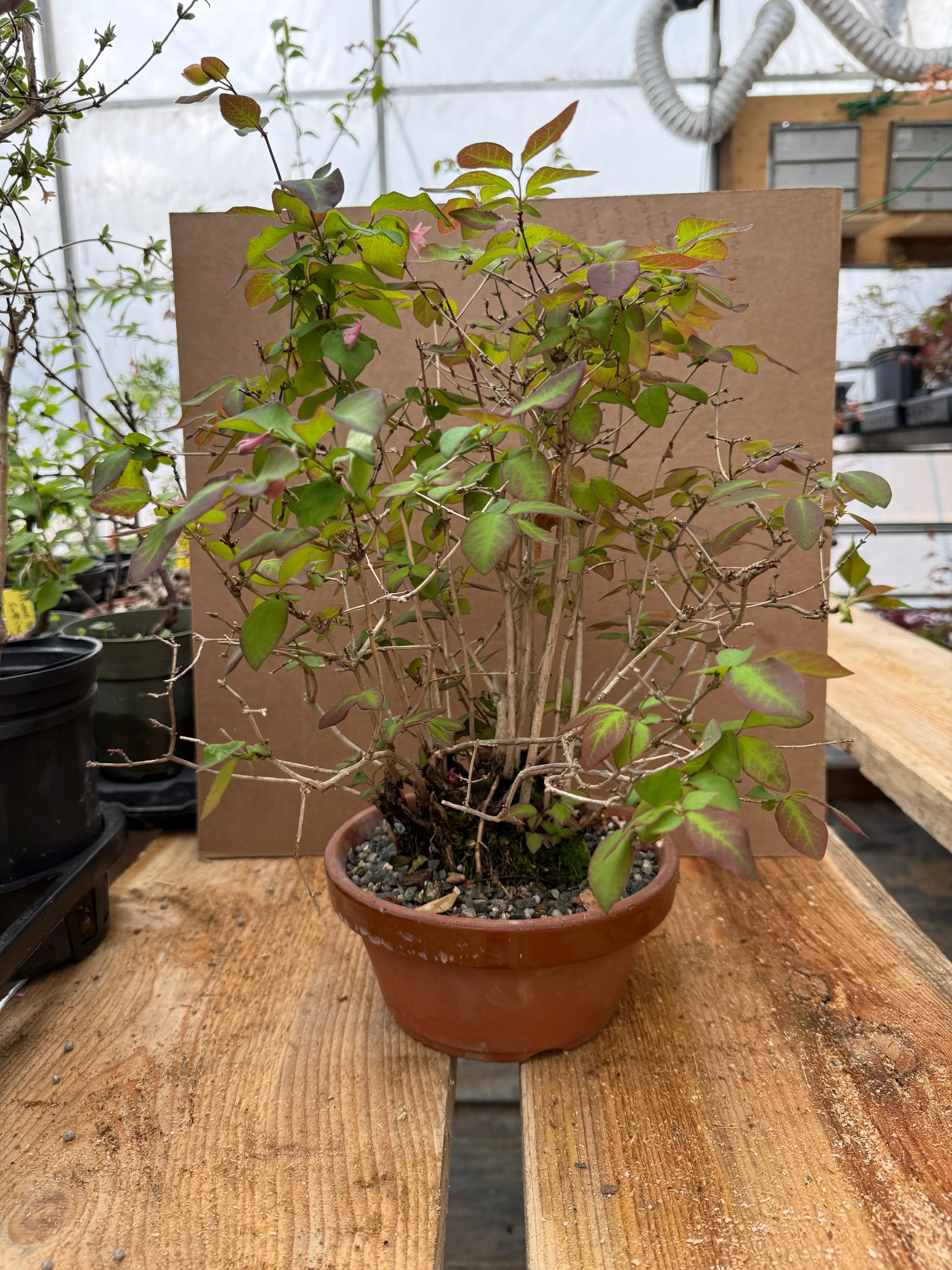 Lonicera gracilipes 'Miyama' Canada Bonsai