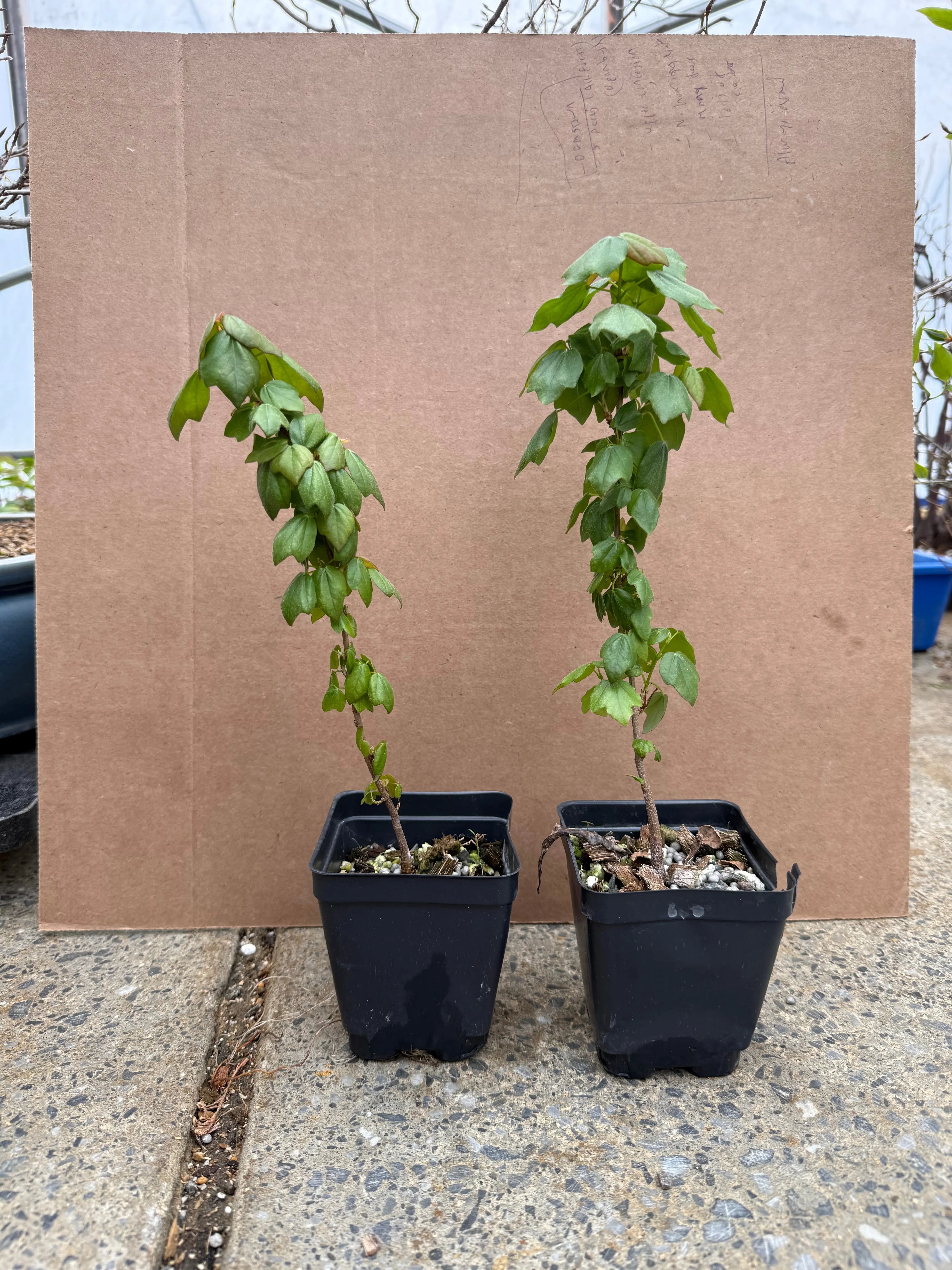 Acer buergerianum (standard) Canada Bonsai