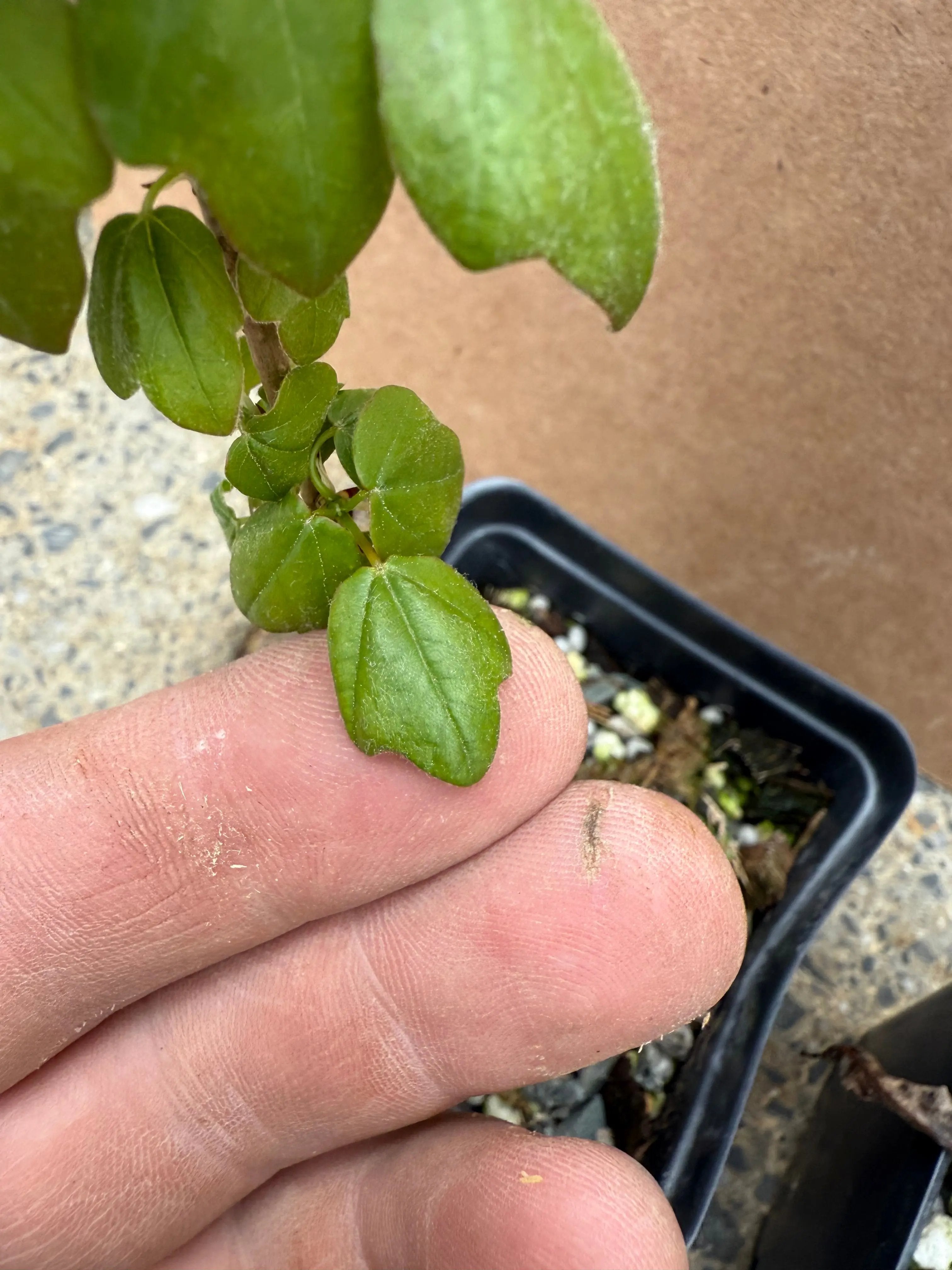 Acer buergerianum (standard) Canada Bonsai