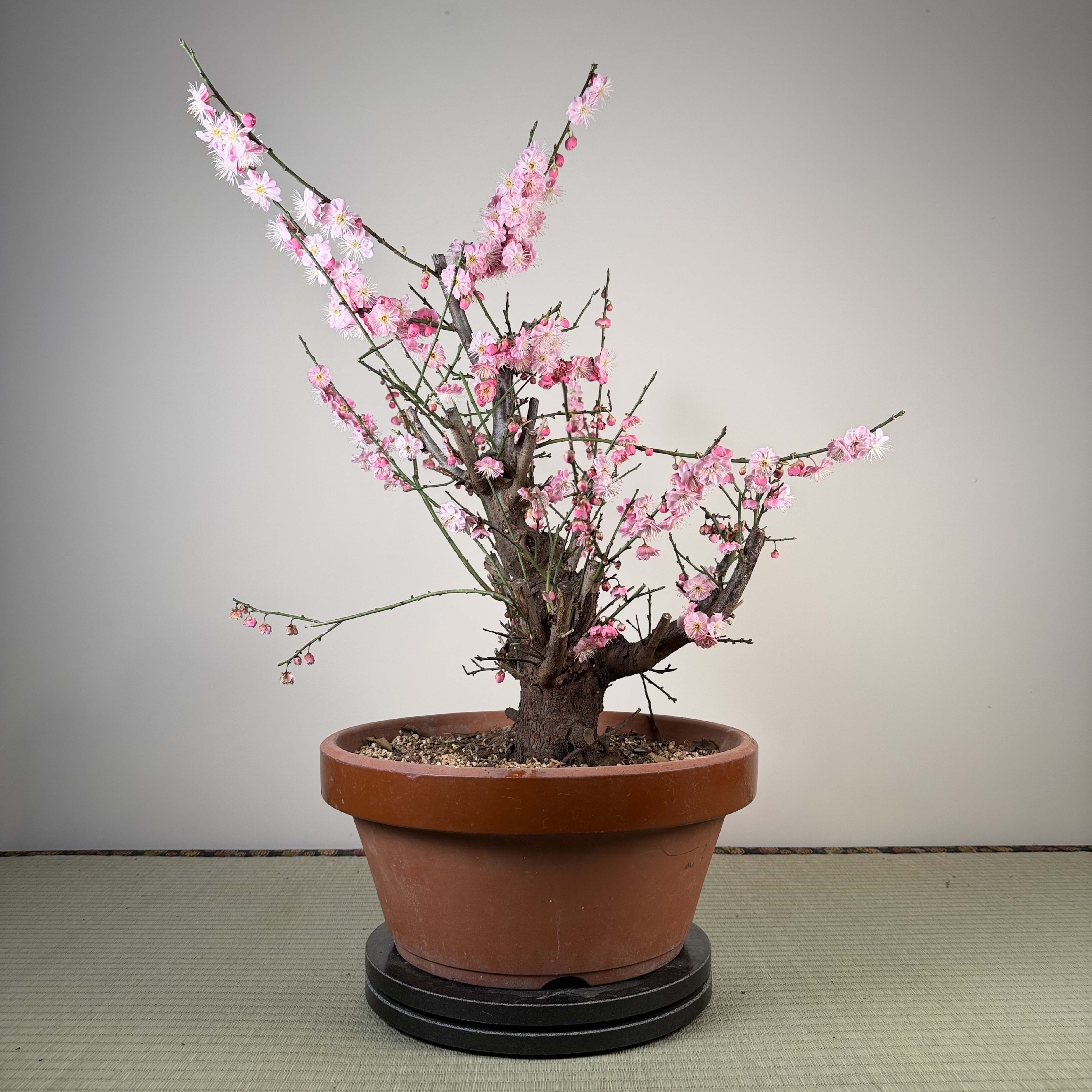 Glycine floribunda