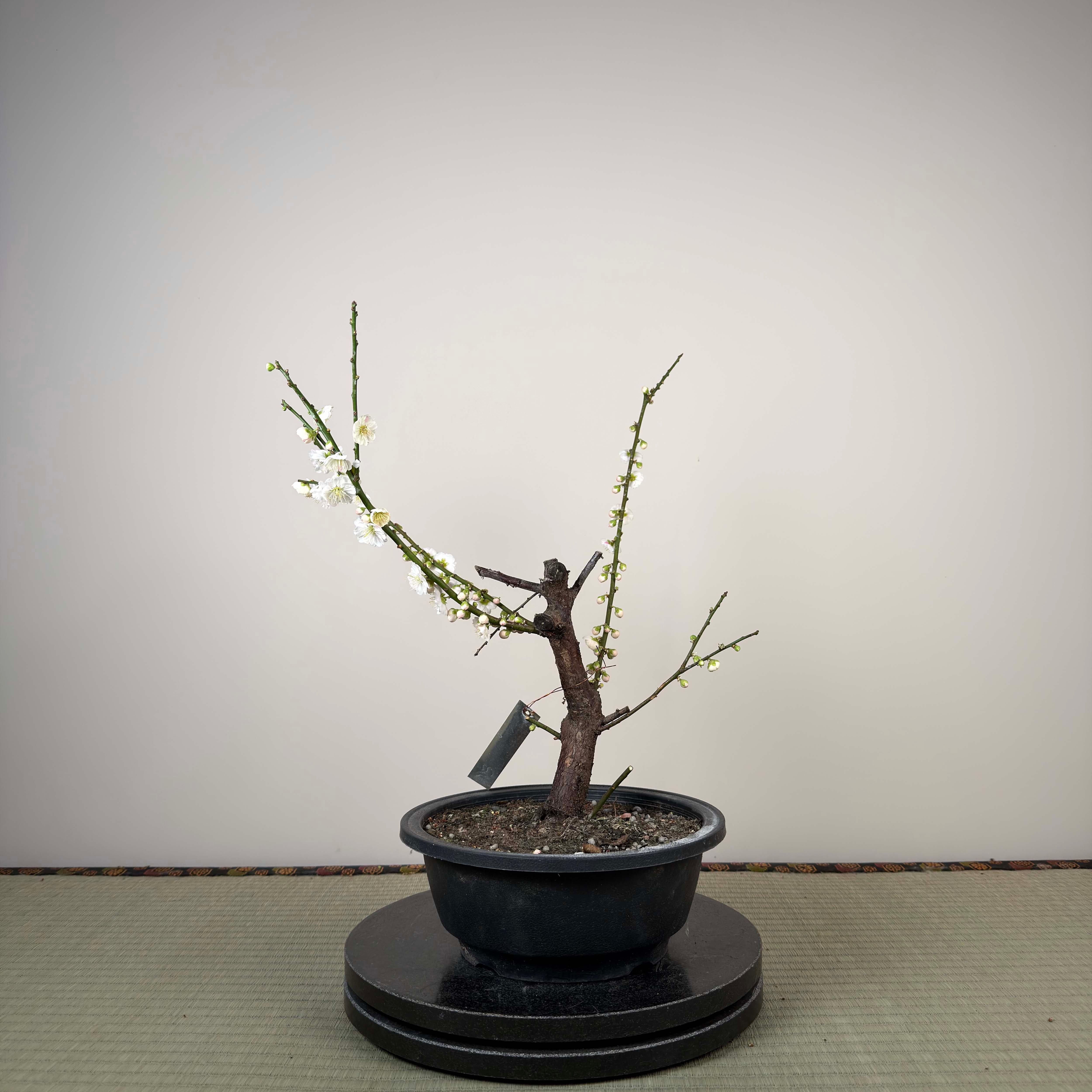 Glycine floribunda