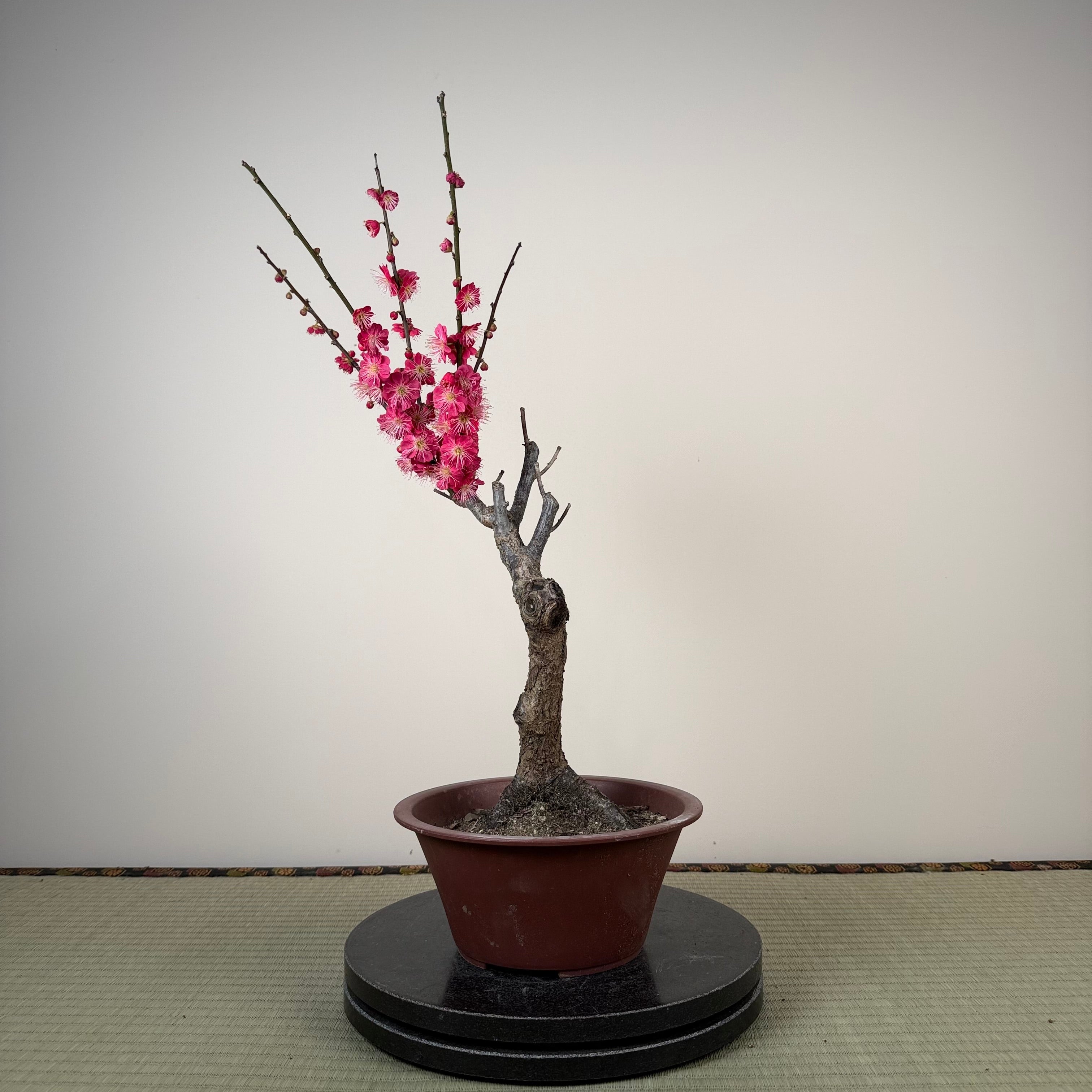 Glycine floribunda