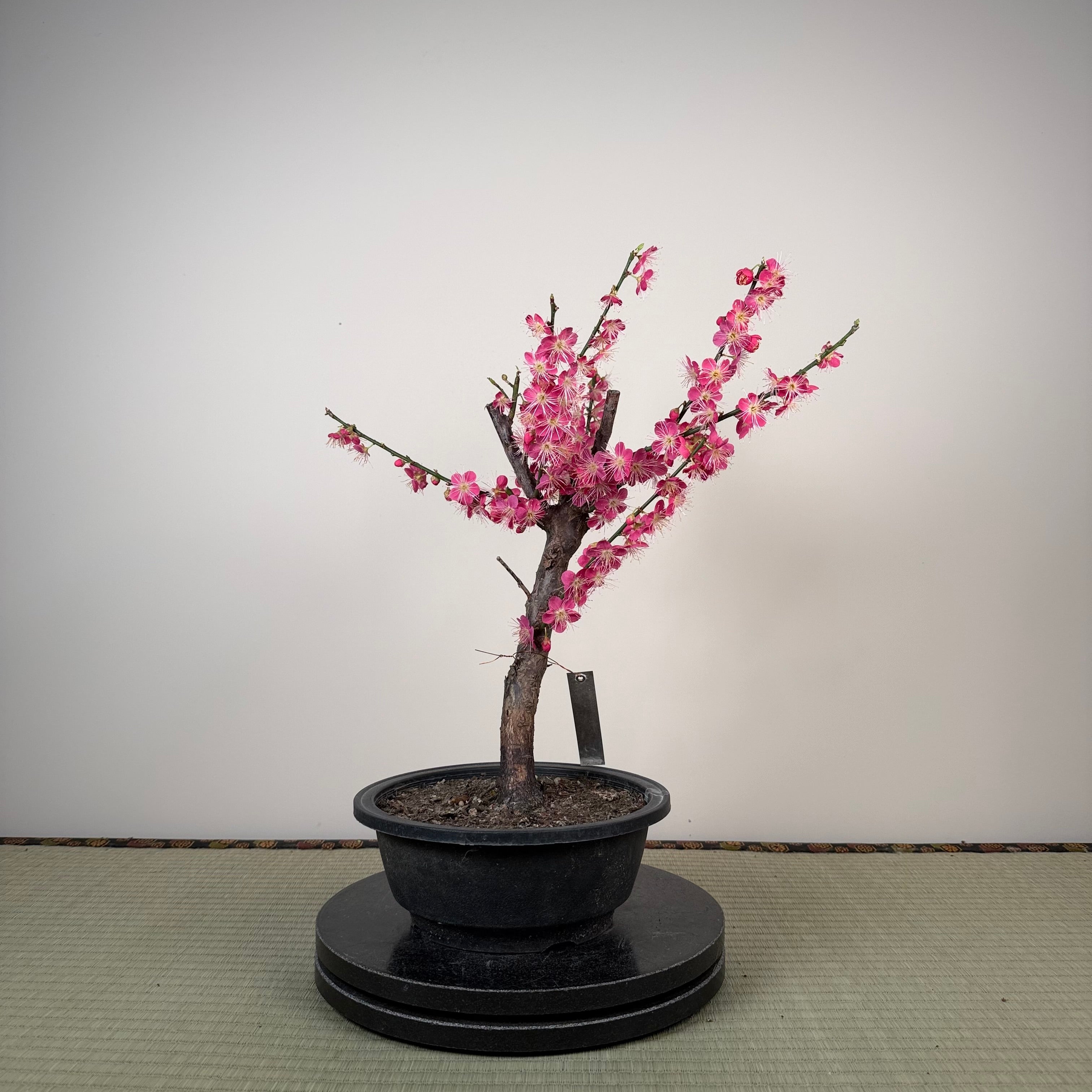 Glycine floribunda