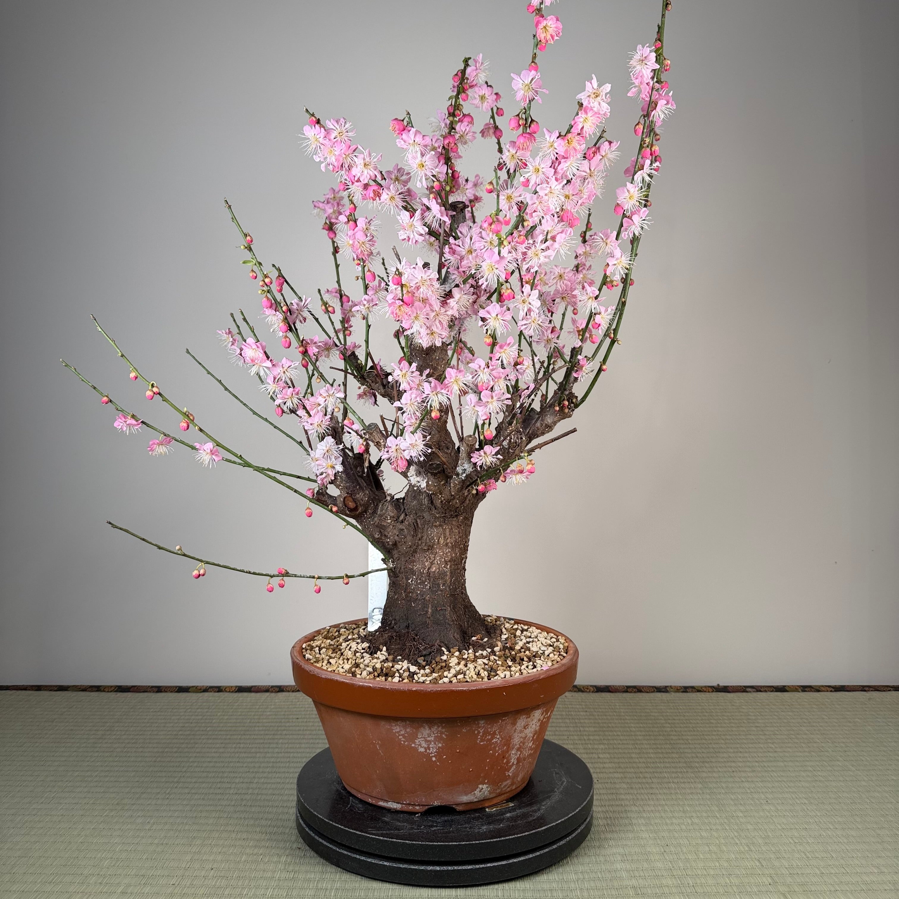 Glycine floribunda