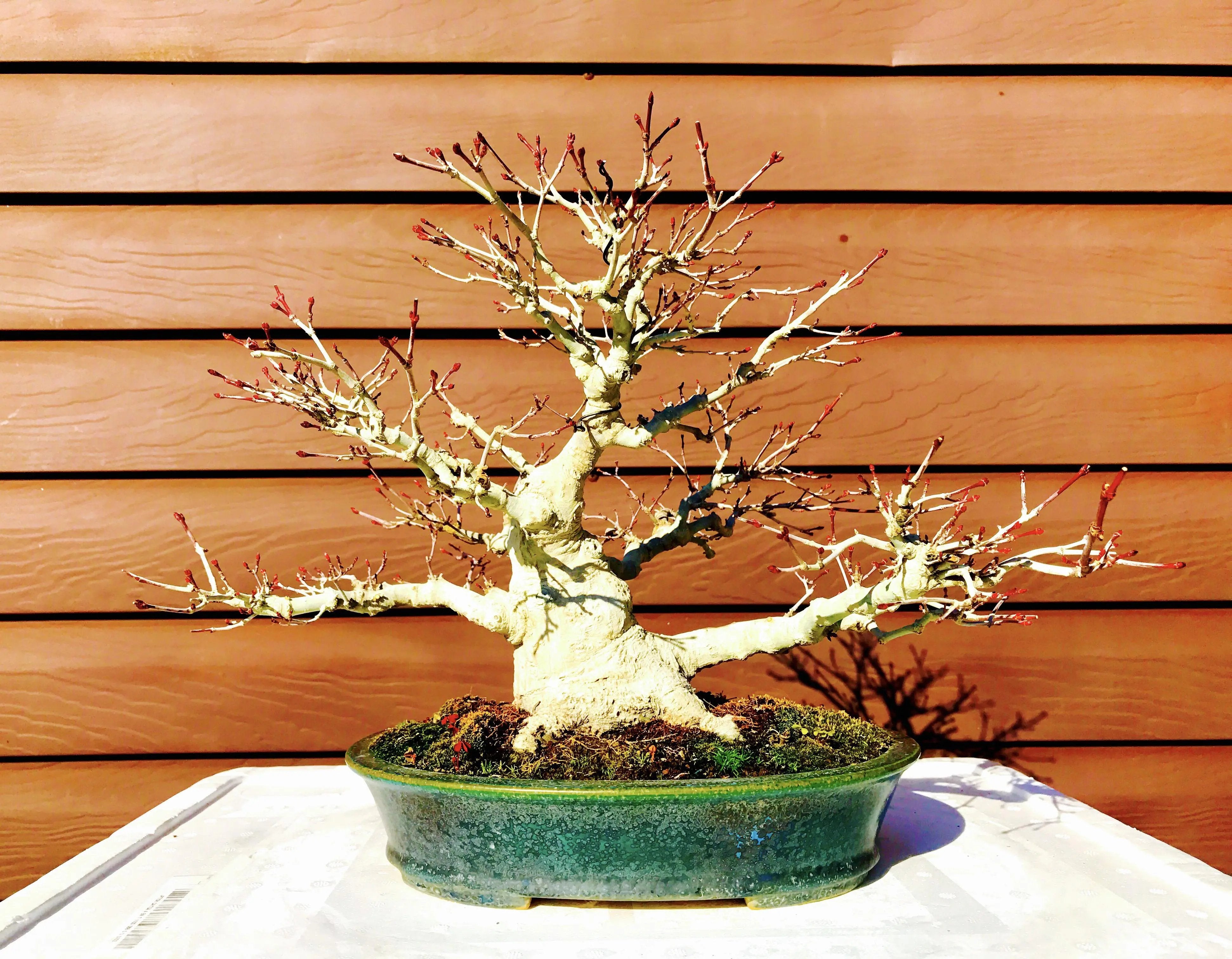 Acer palmatum 'Deshojo' Canada Bonsai
