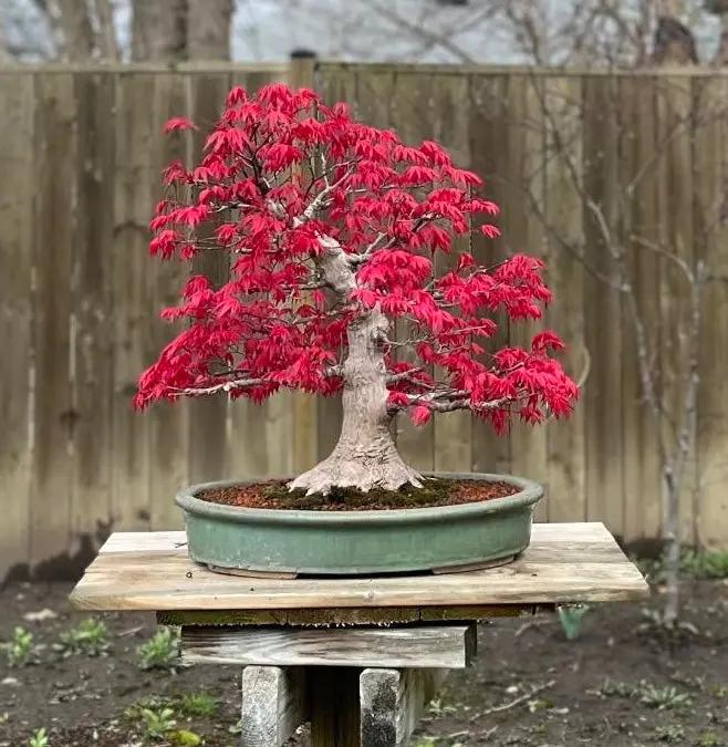 Acer palmatum 'Deshojo' Canada Bonsai