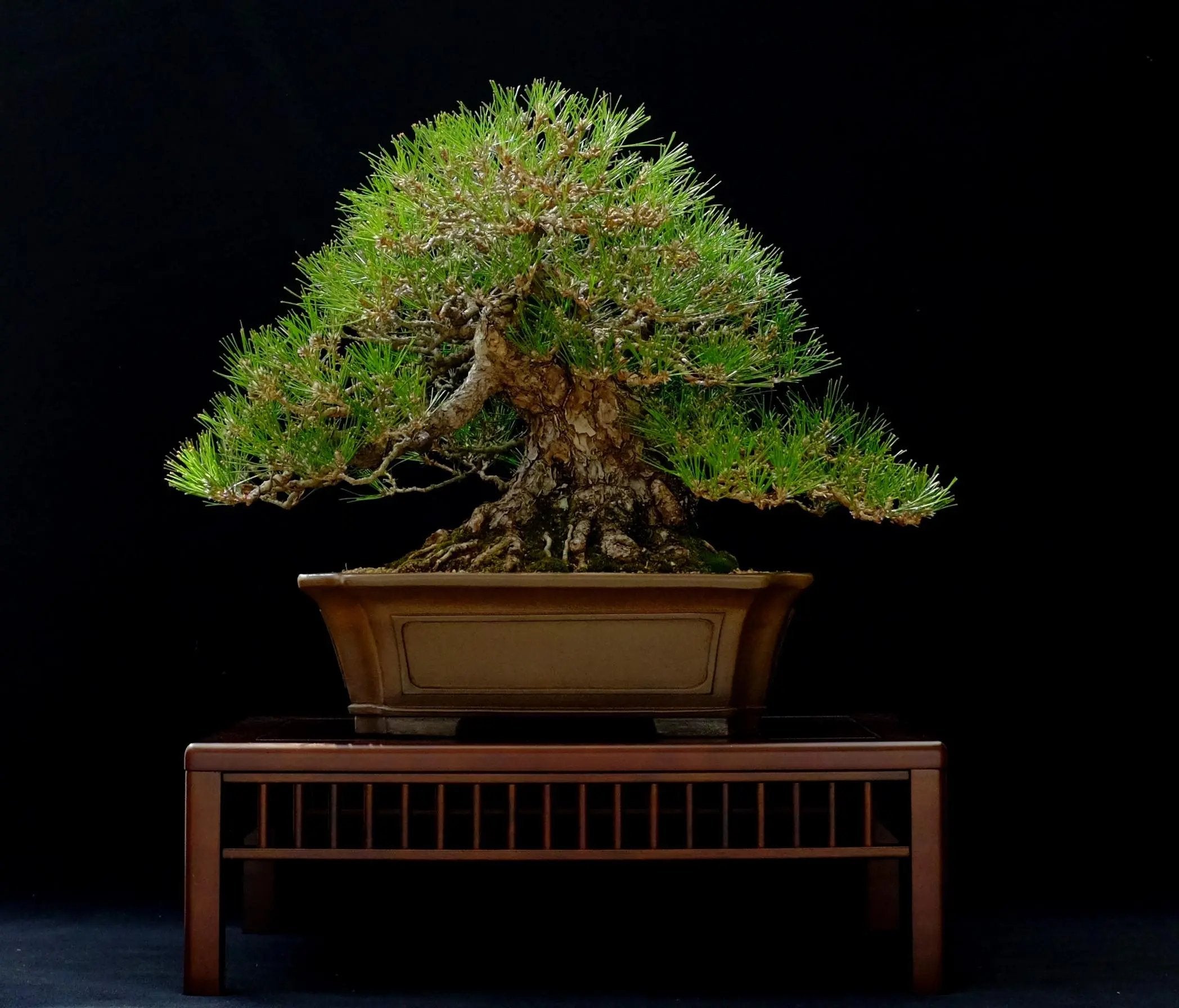 Pinus thunbergii #1 Canada Bonsai