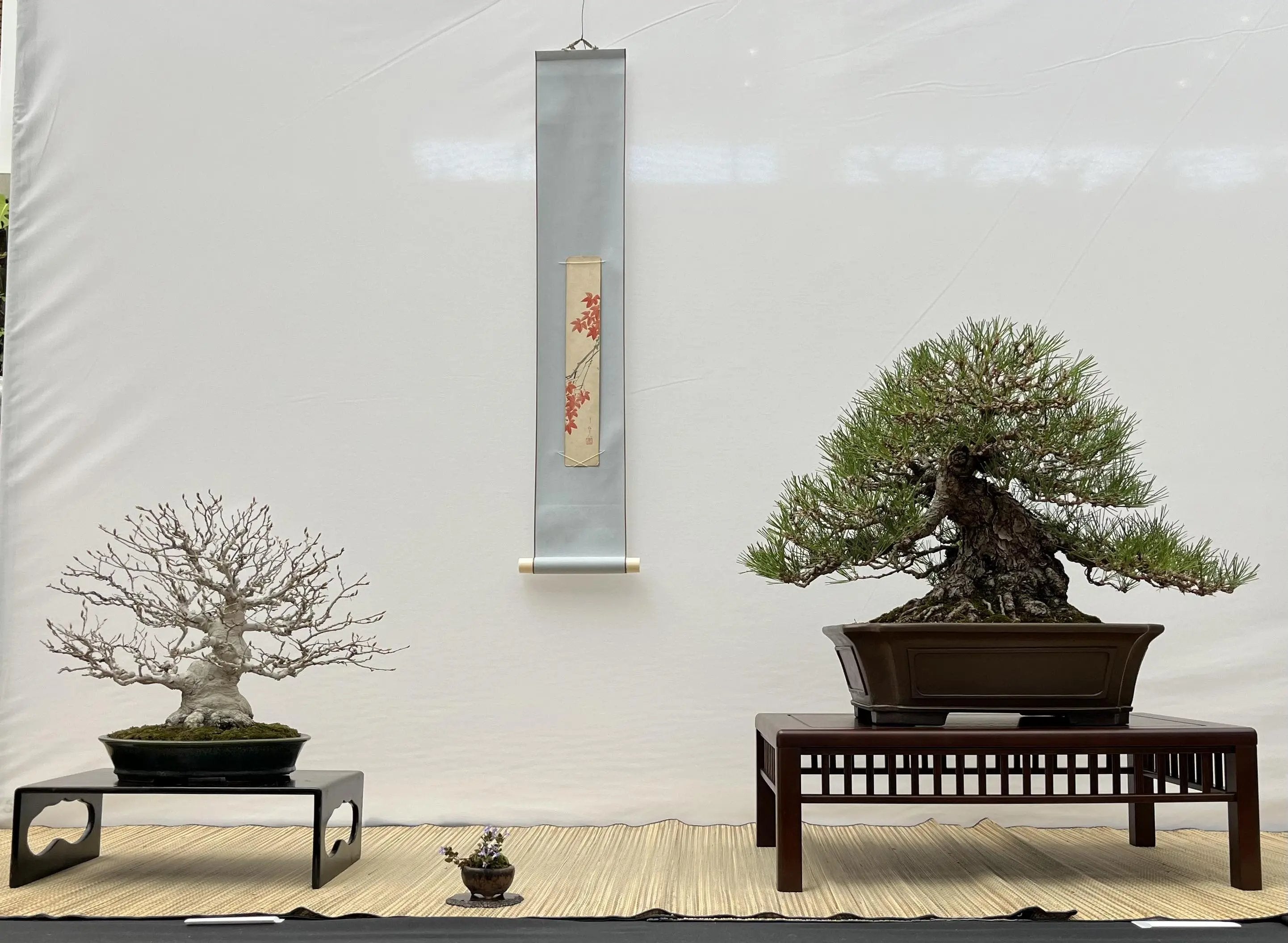 Pinus thunbergii #1 Canada Bonsai