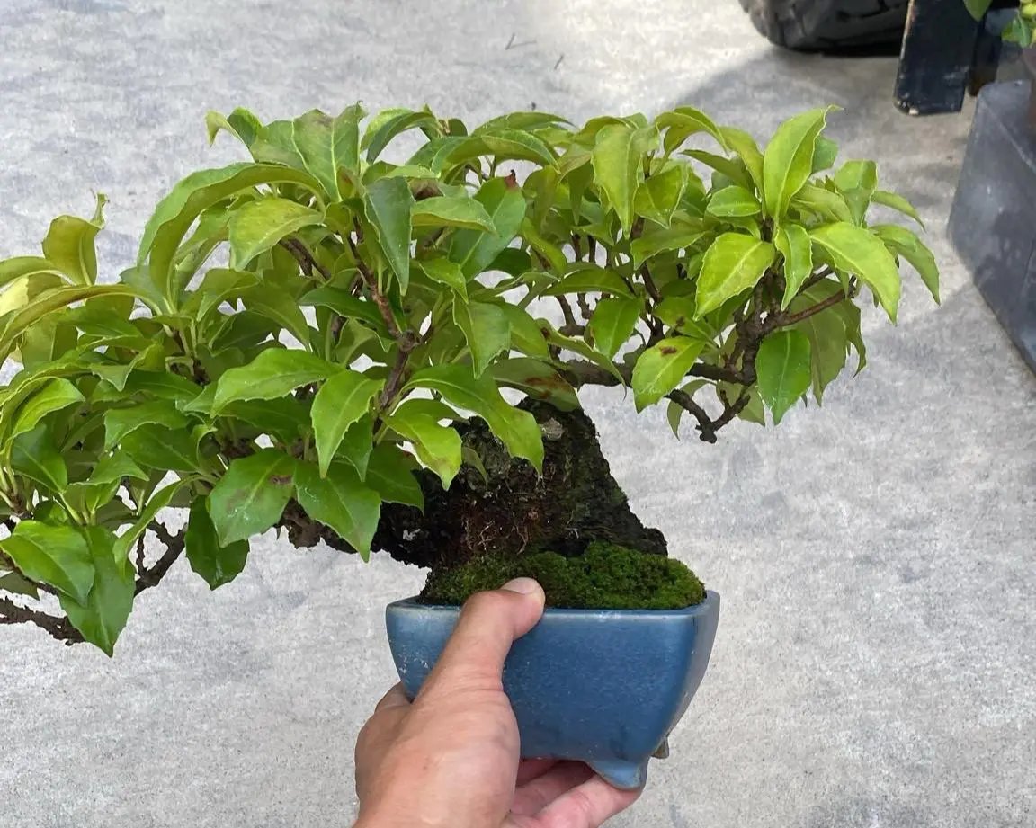 Kadsura japonica Canada Bonsai