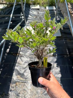 LESPEDEZA