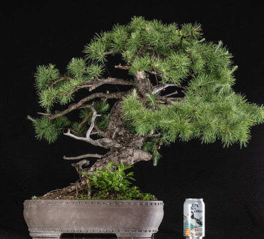 Larix laricina 106