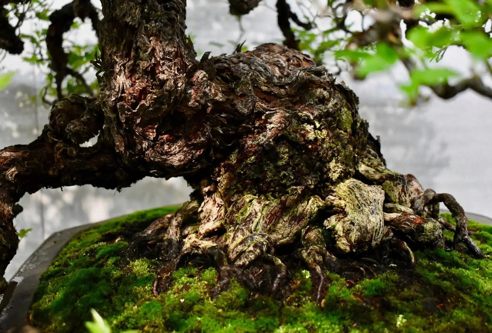 Rosa (white/pink) (small) Canada Bonsai