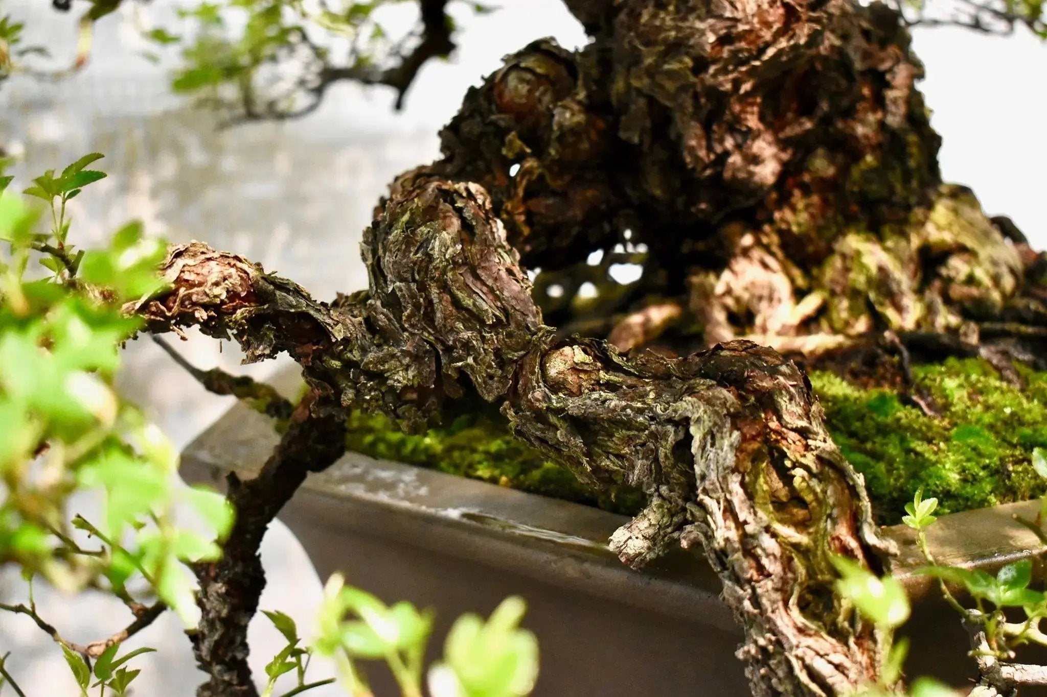 Rosa (white/pink) (medium)