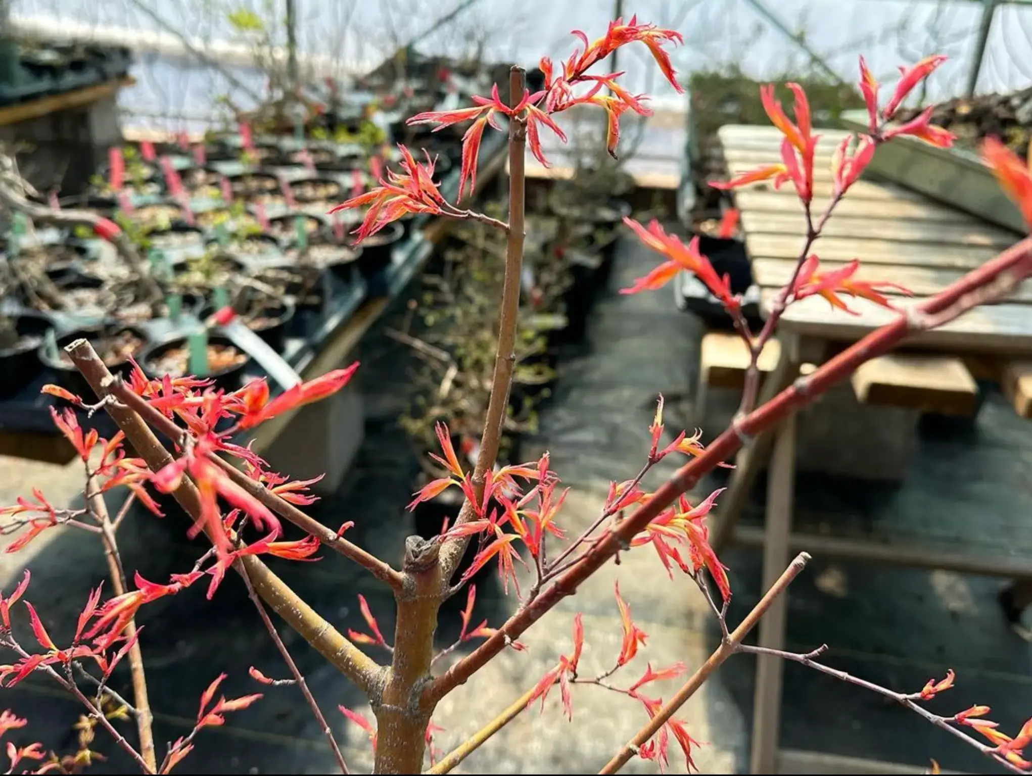 Acer palmatum 'Beni Chidori' (2026) Canada Bonsai
