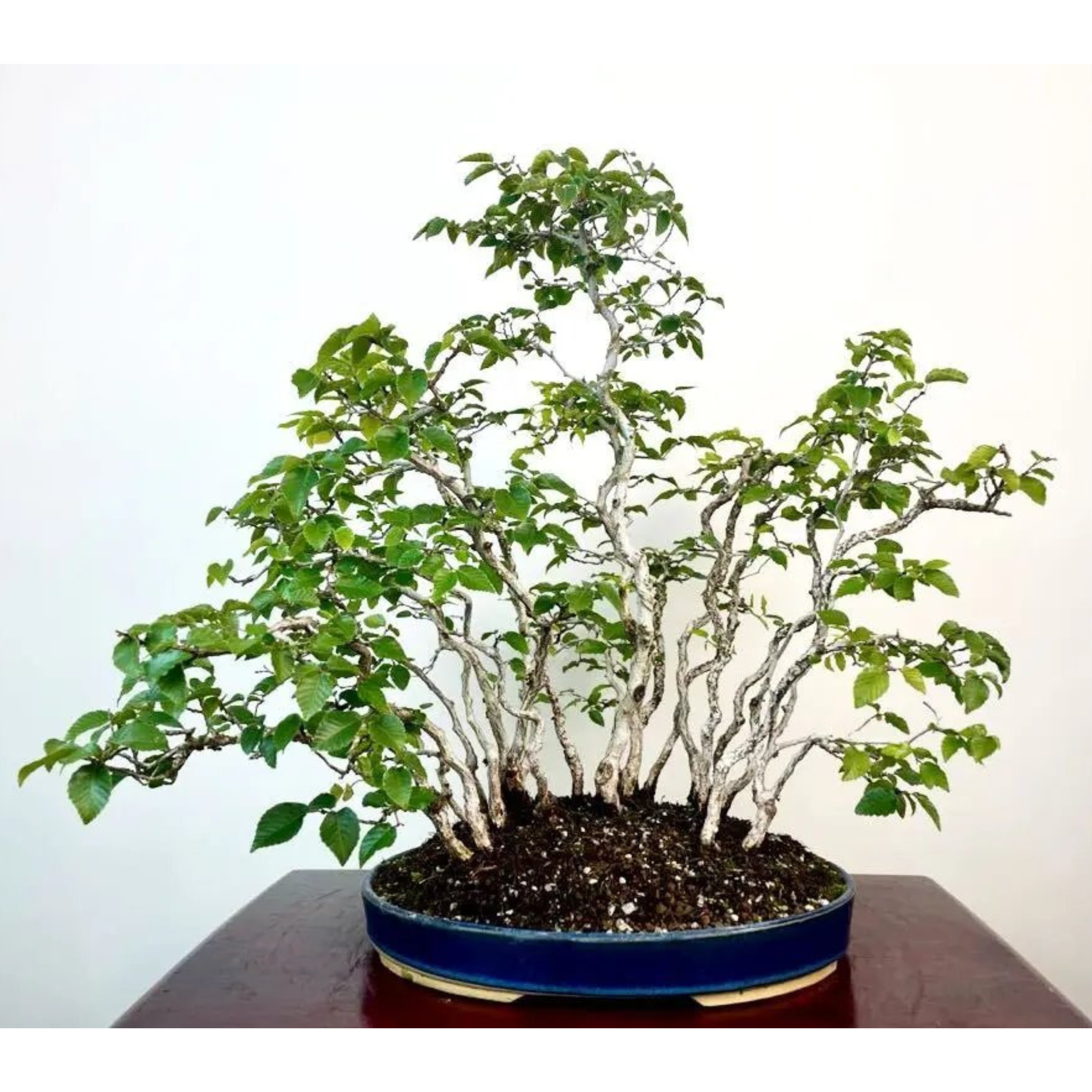 Carpinus turczaninowii