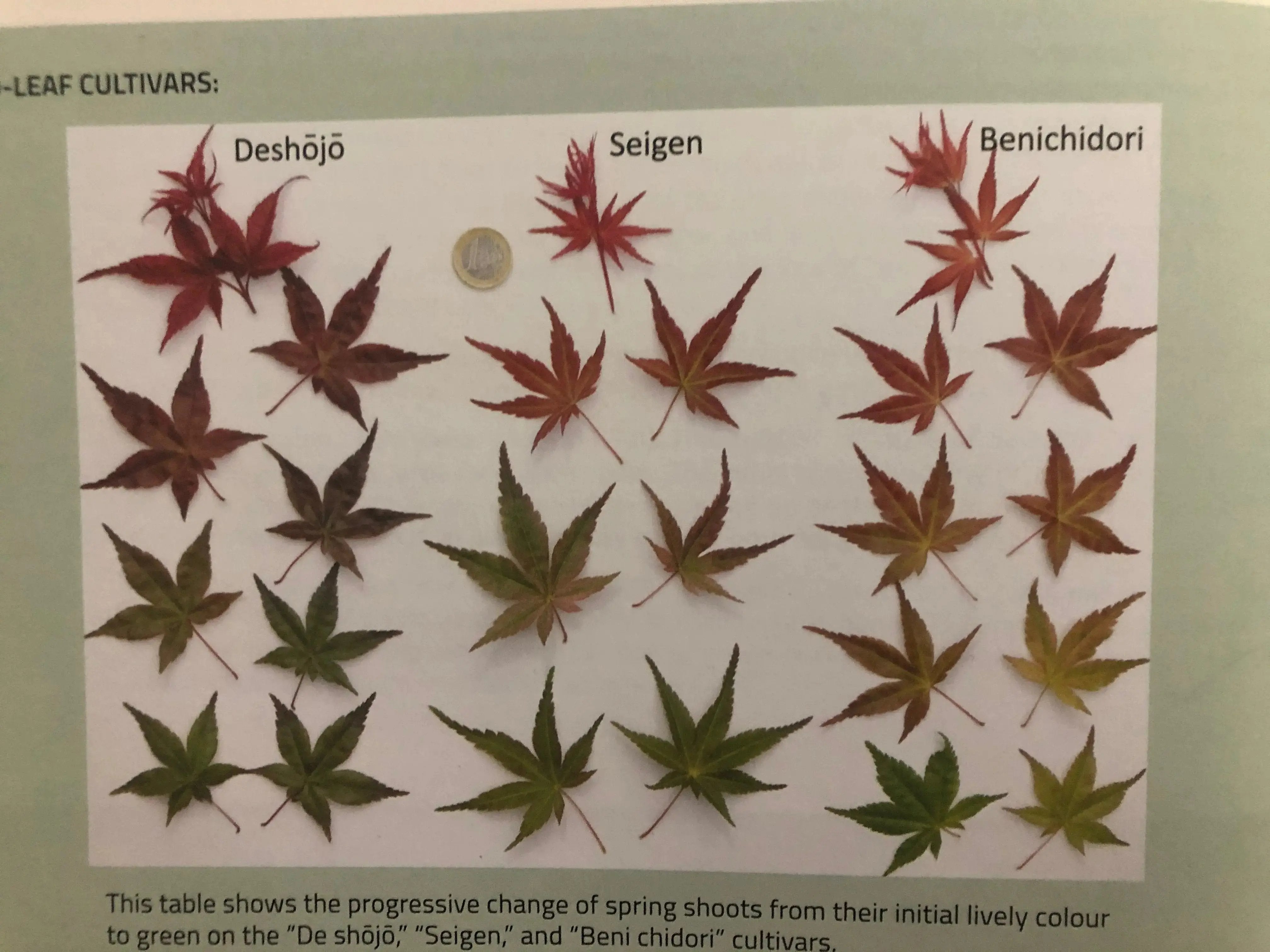 Acer palmatum 'Beni Chidori' (2026) Canada Bonsai