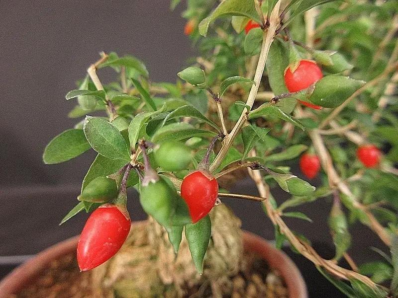 Lycium #3 Canada Bonsai