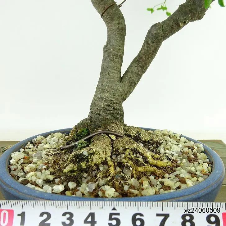 Euonymus Canada Bonsai