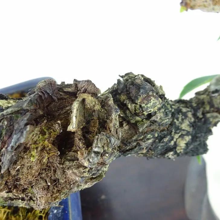 Kadsura japonica Canada Bonsai