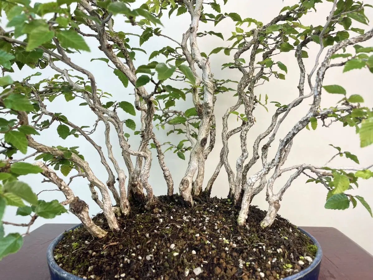 Carpinus turczaninowii Canada Bonsai