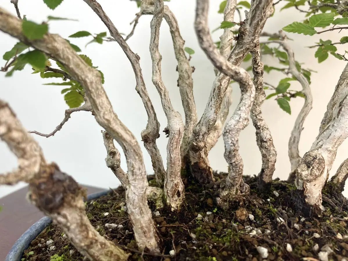 Carpinus turczaninowii Canada Bonsai