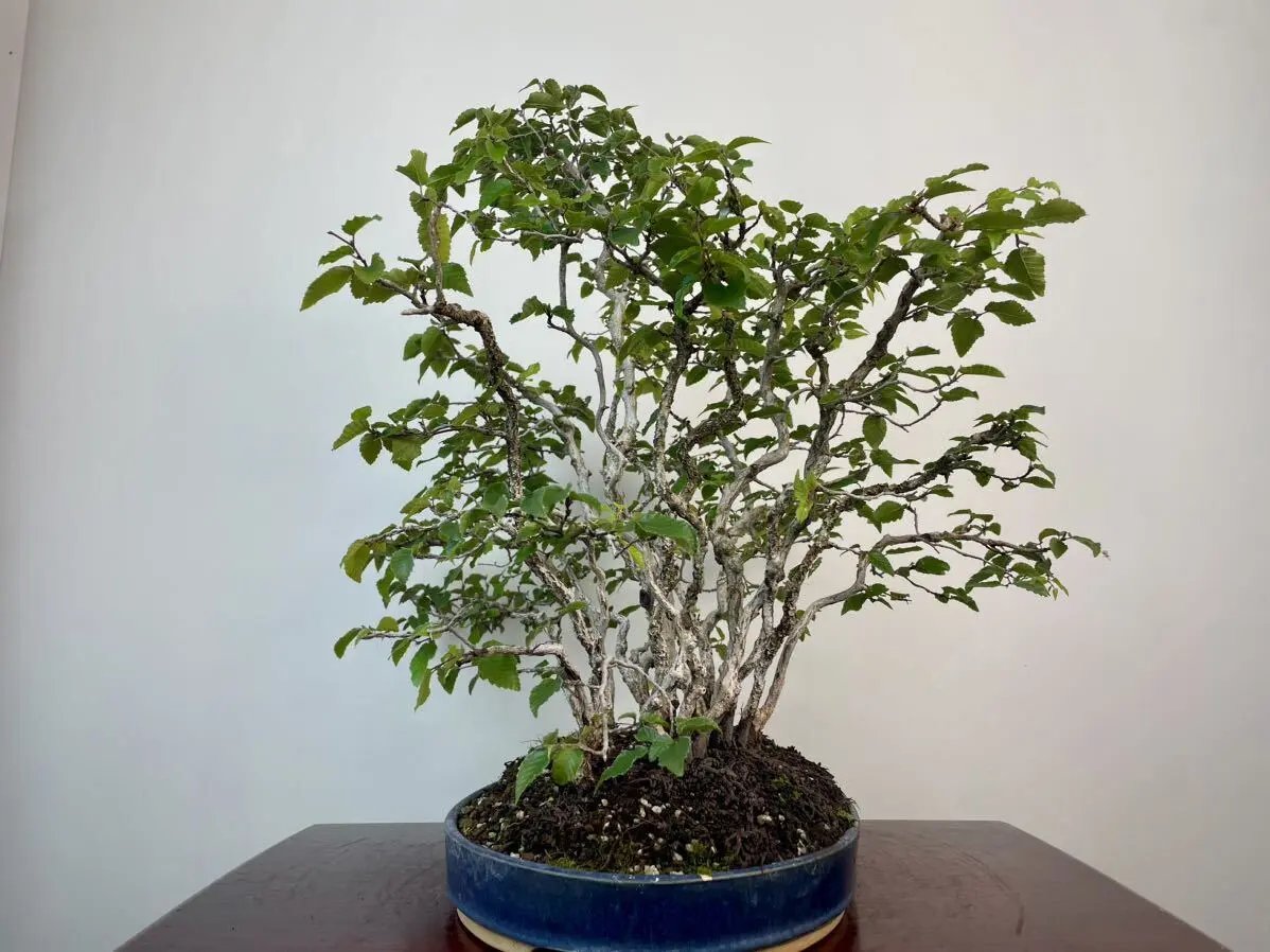 Carpinus turczaninowii Canada Bonsai