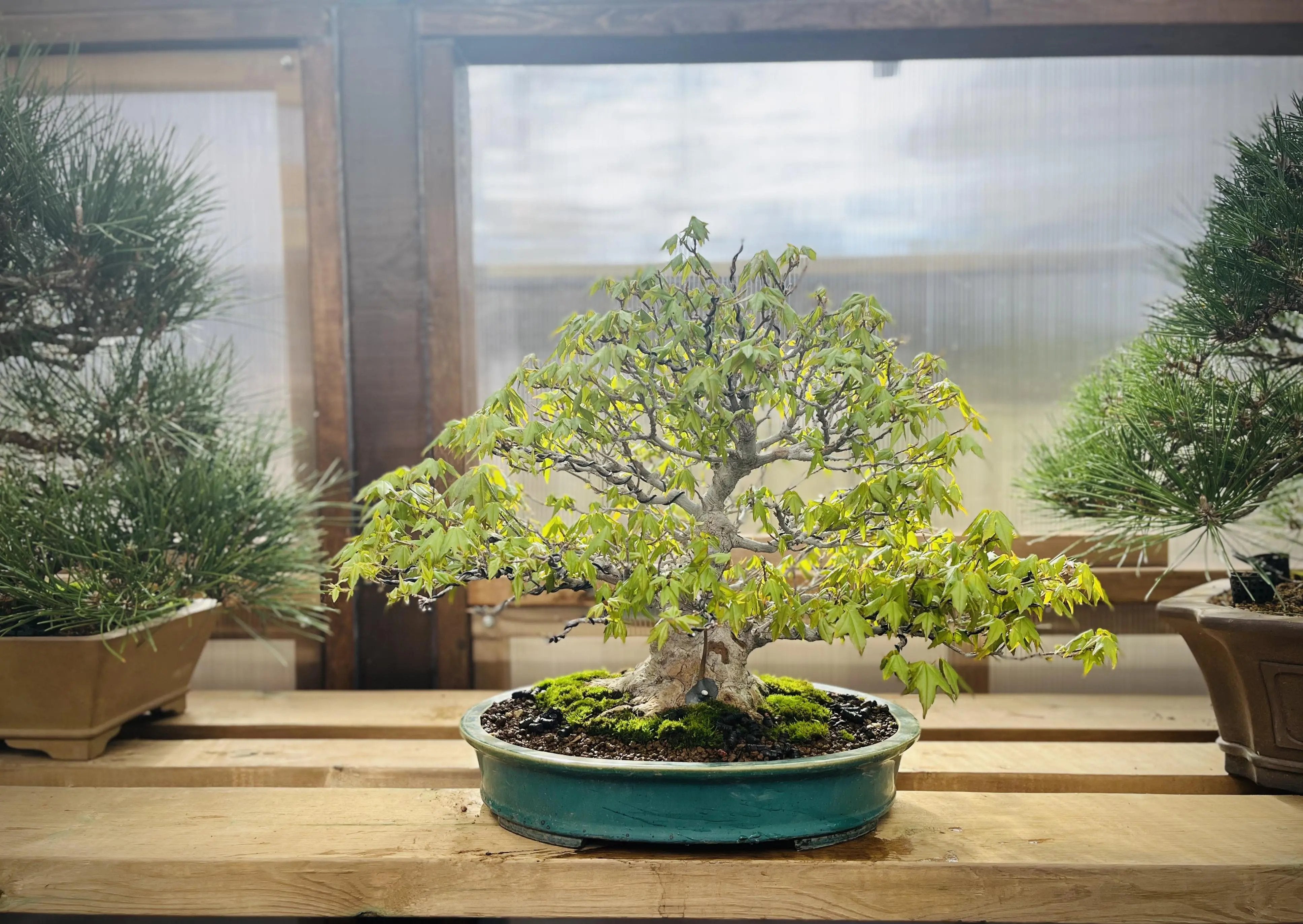 Acer buergerianum Canada Bonsai