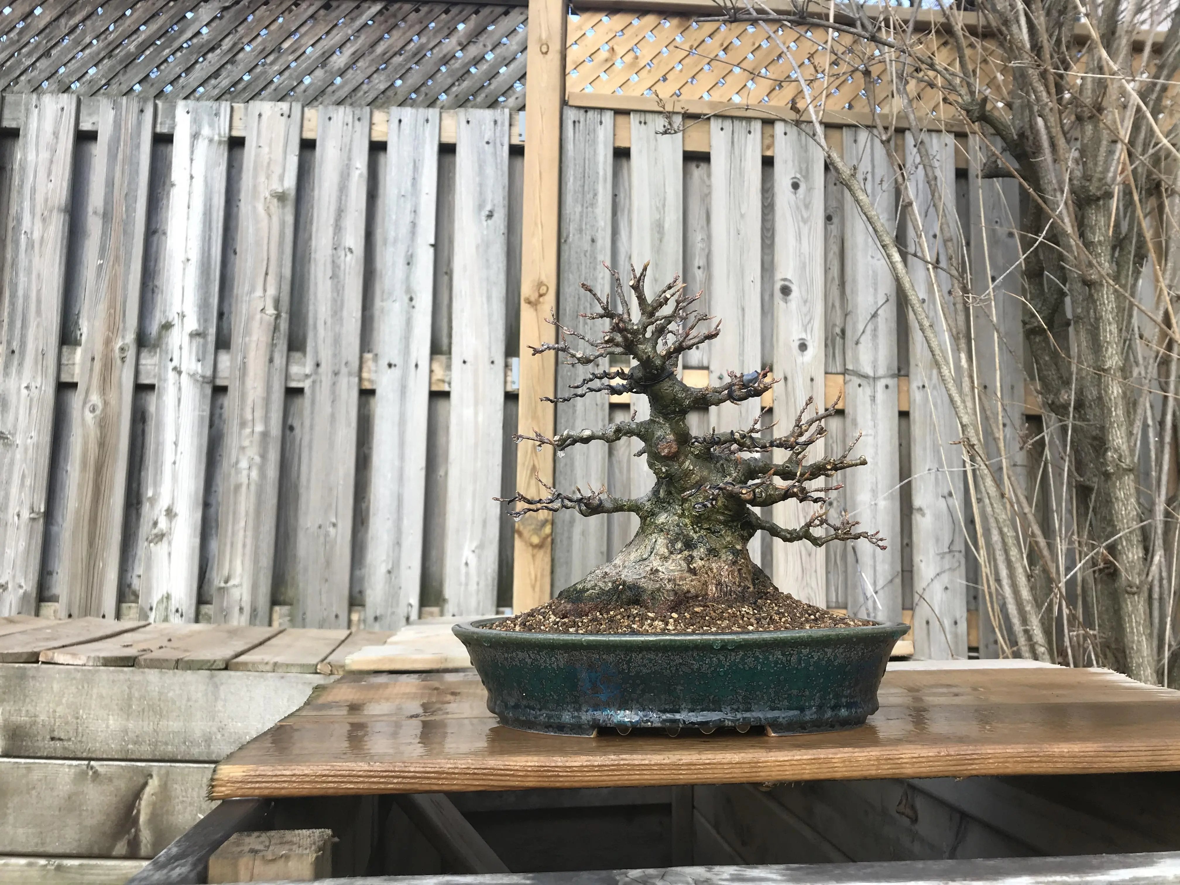 Acer buergerianum Canada Bonsai