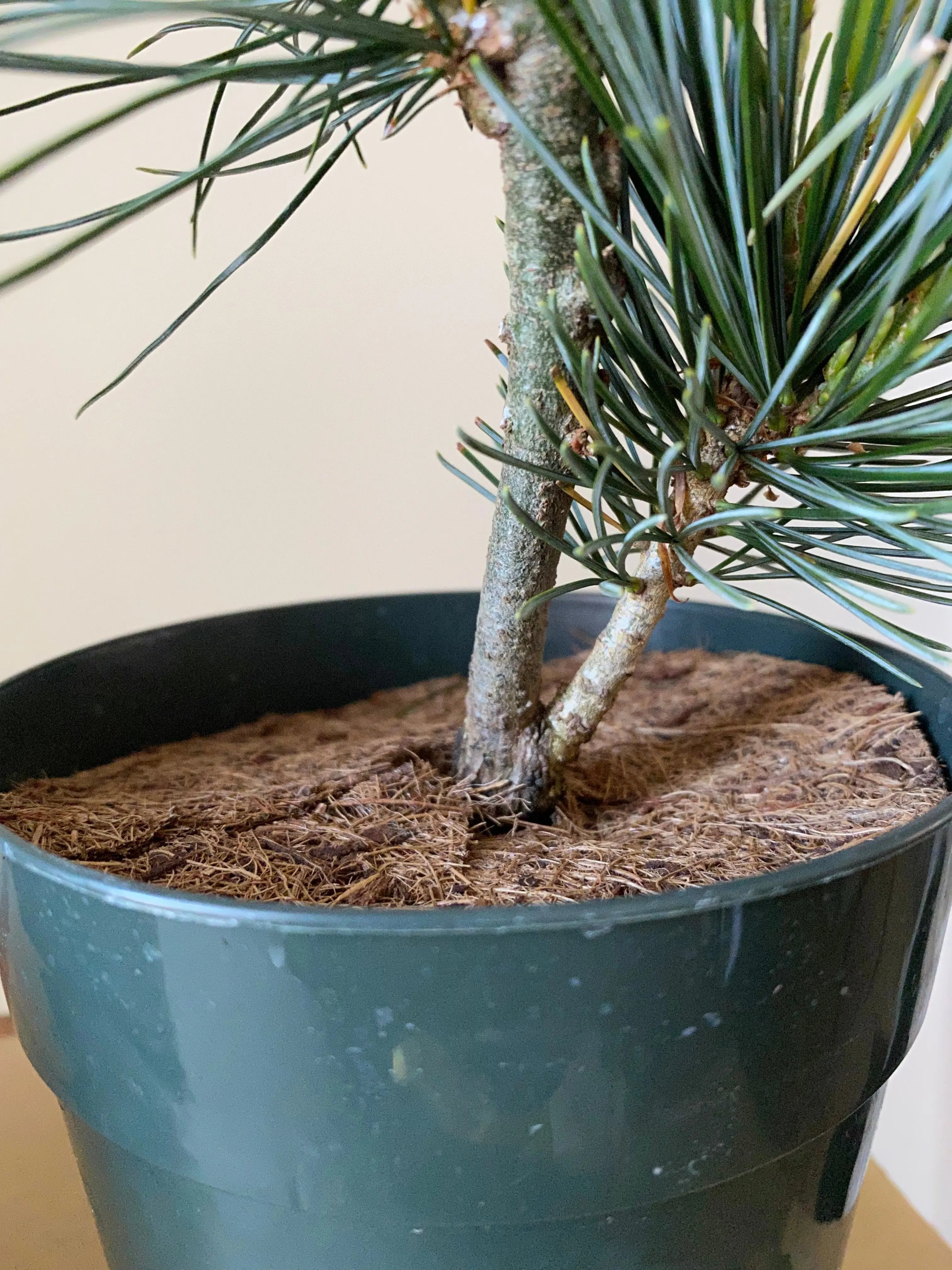 Japanese White Pine 'Aoi' Canada Bonsai