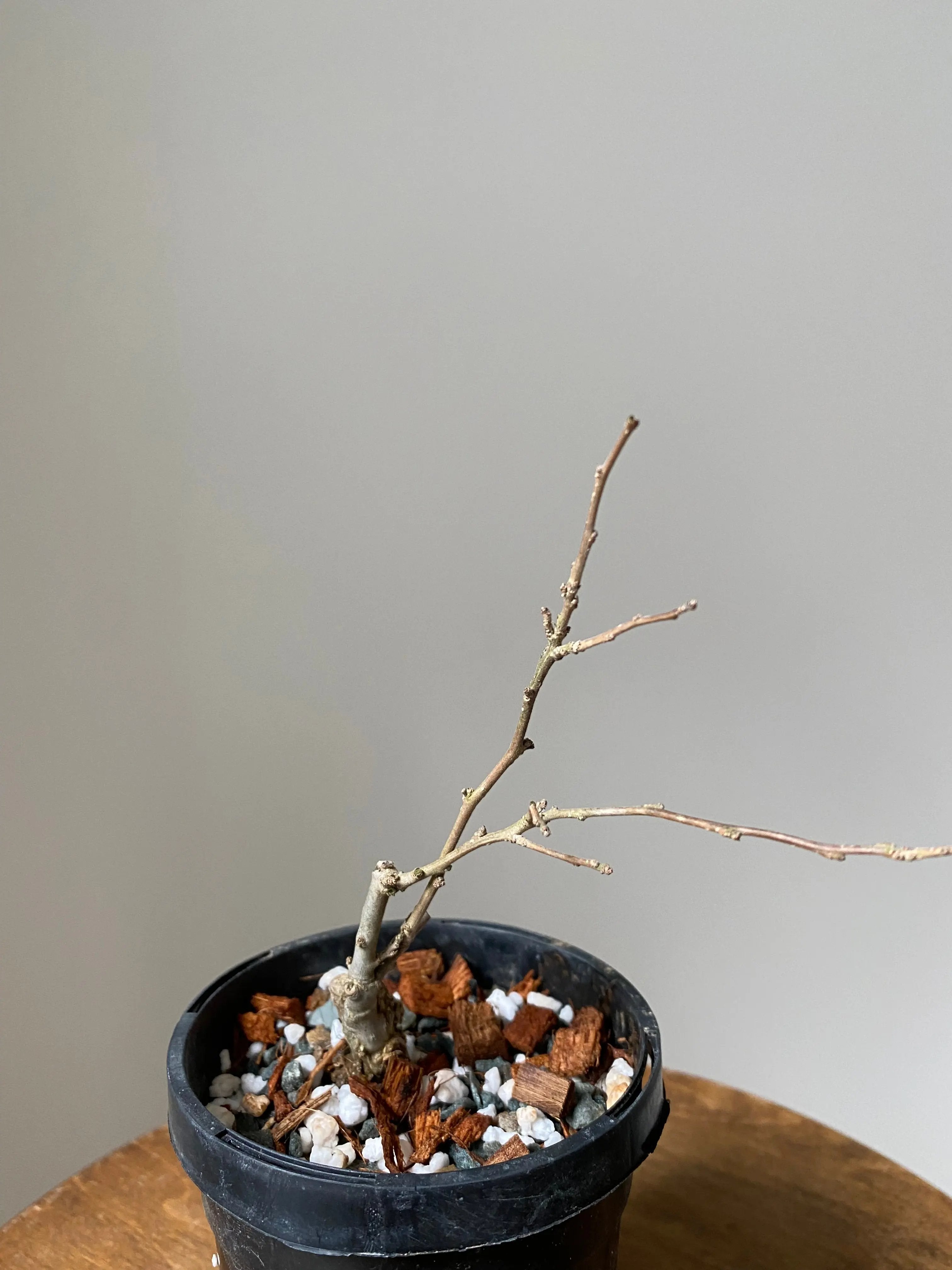 Winterberry 'Koshobai' Canada Bonsai