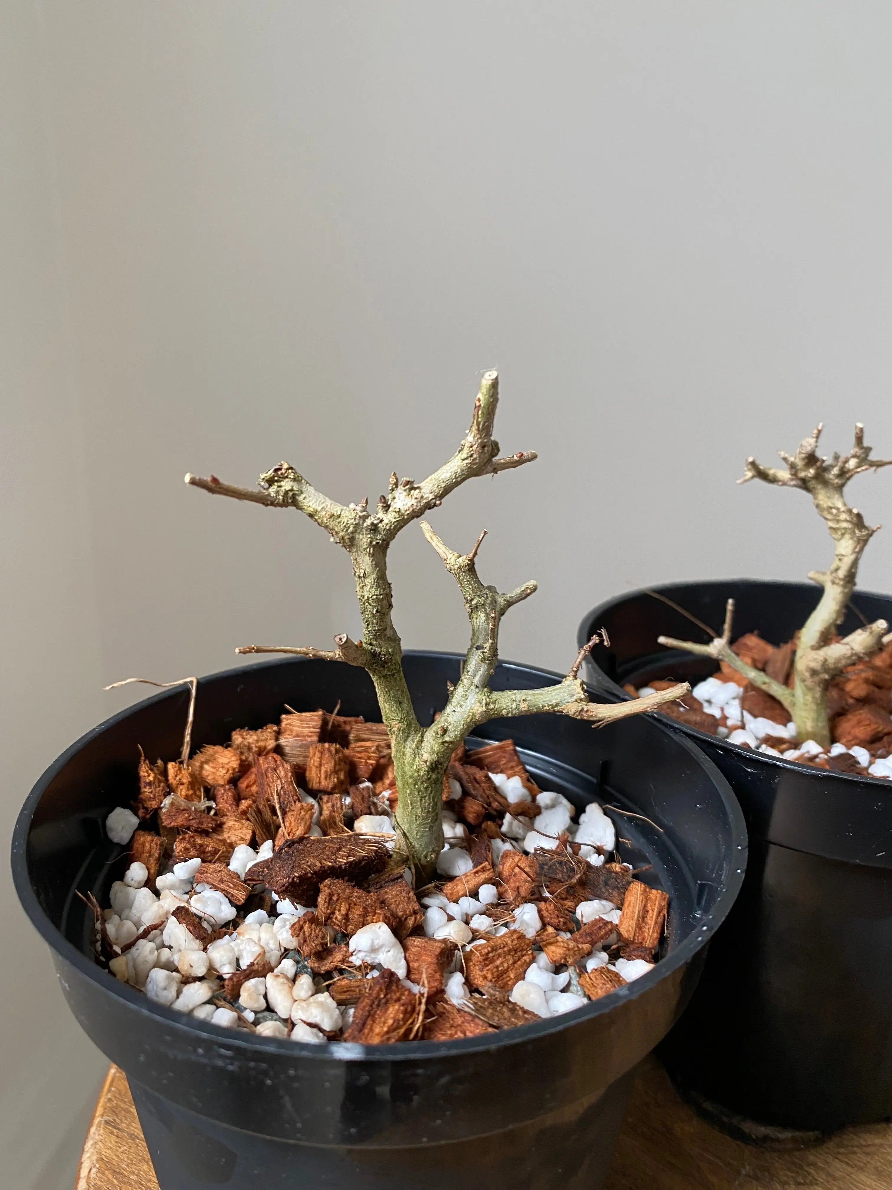 Pomegranate Neji-Kan Canada Bonsai