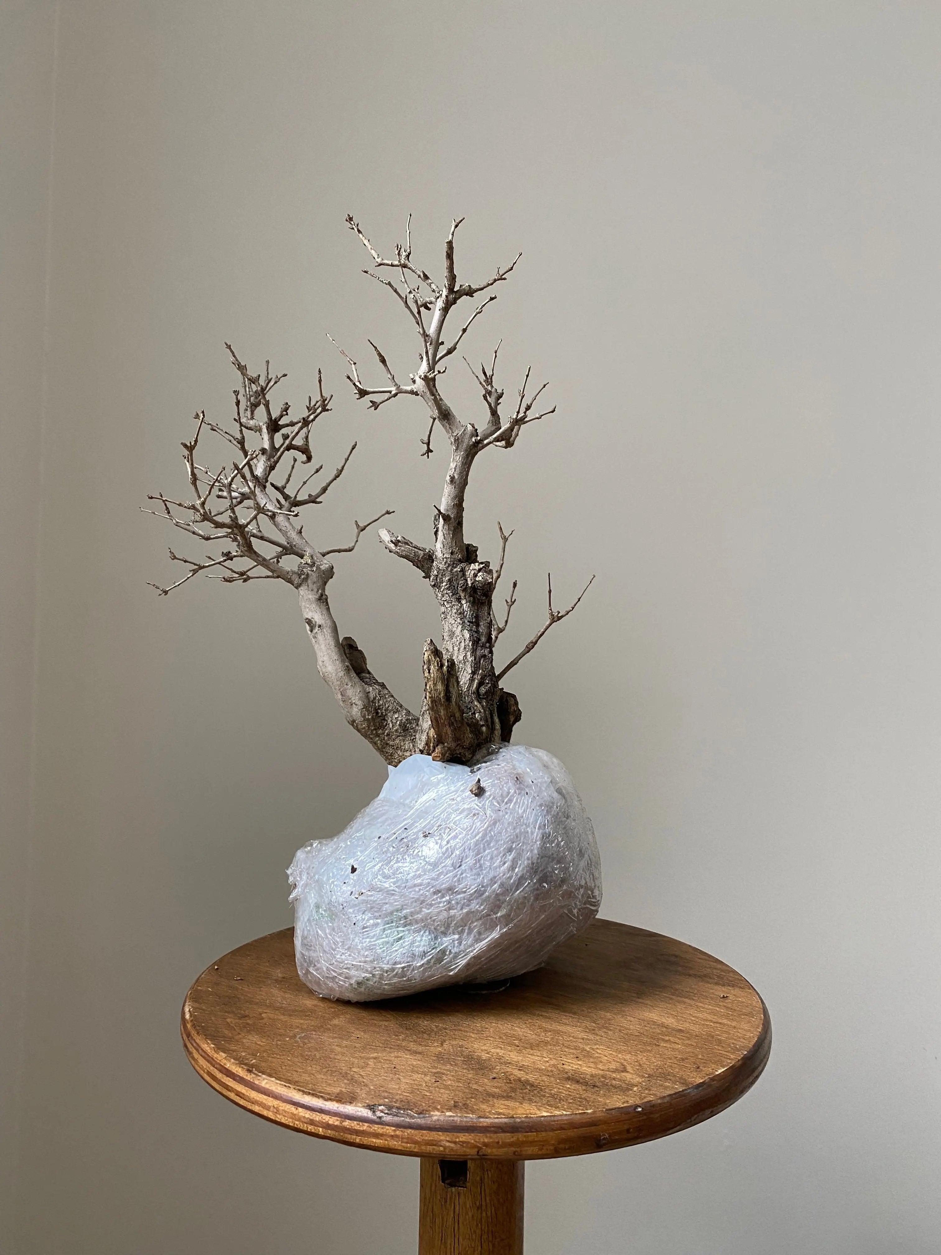 Pomegranate Neji-Kan Canada Bonsai