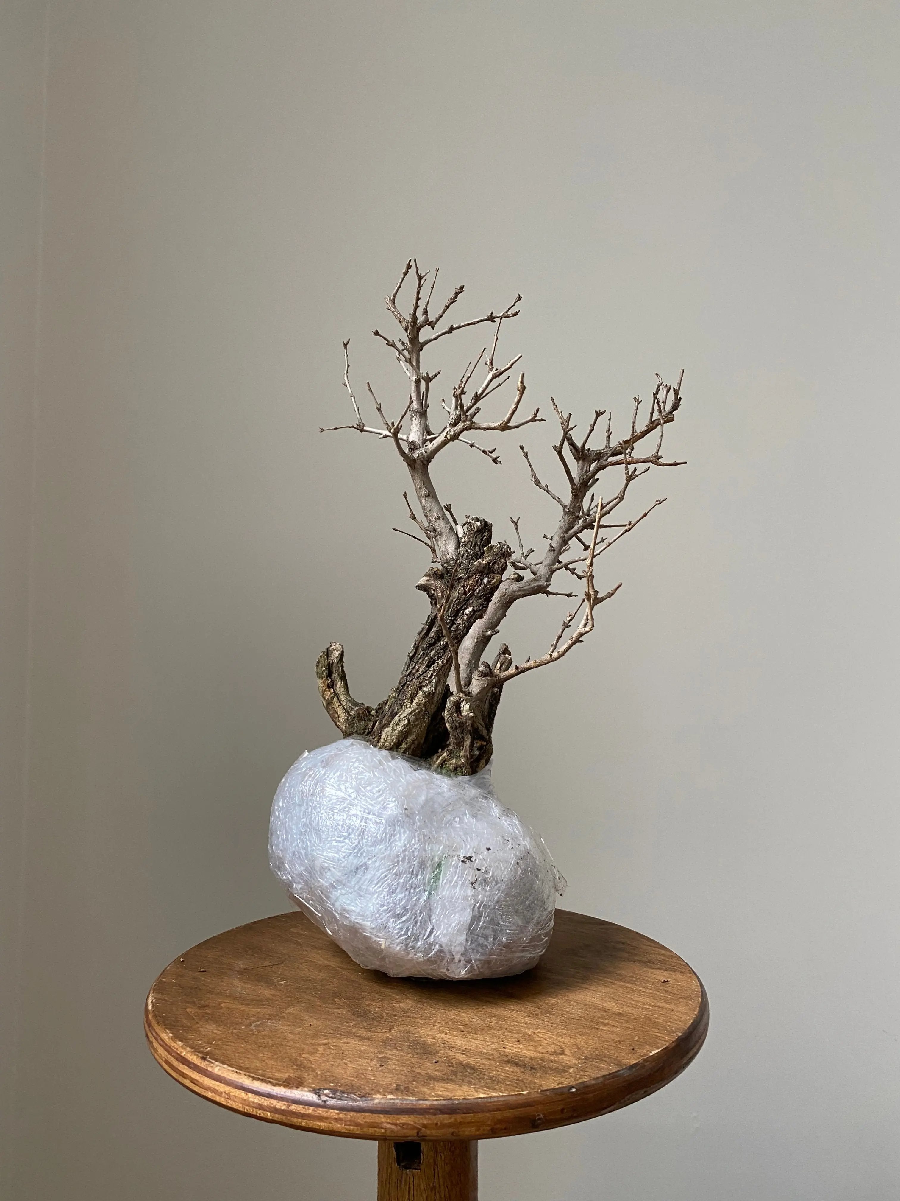 Pomegranate Neji-Kan Canada Bonsai