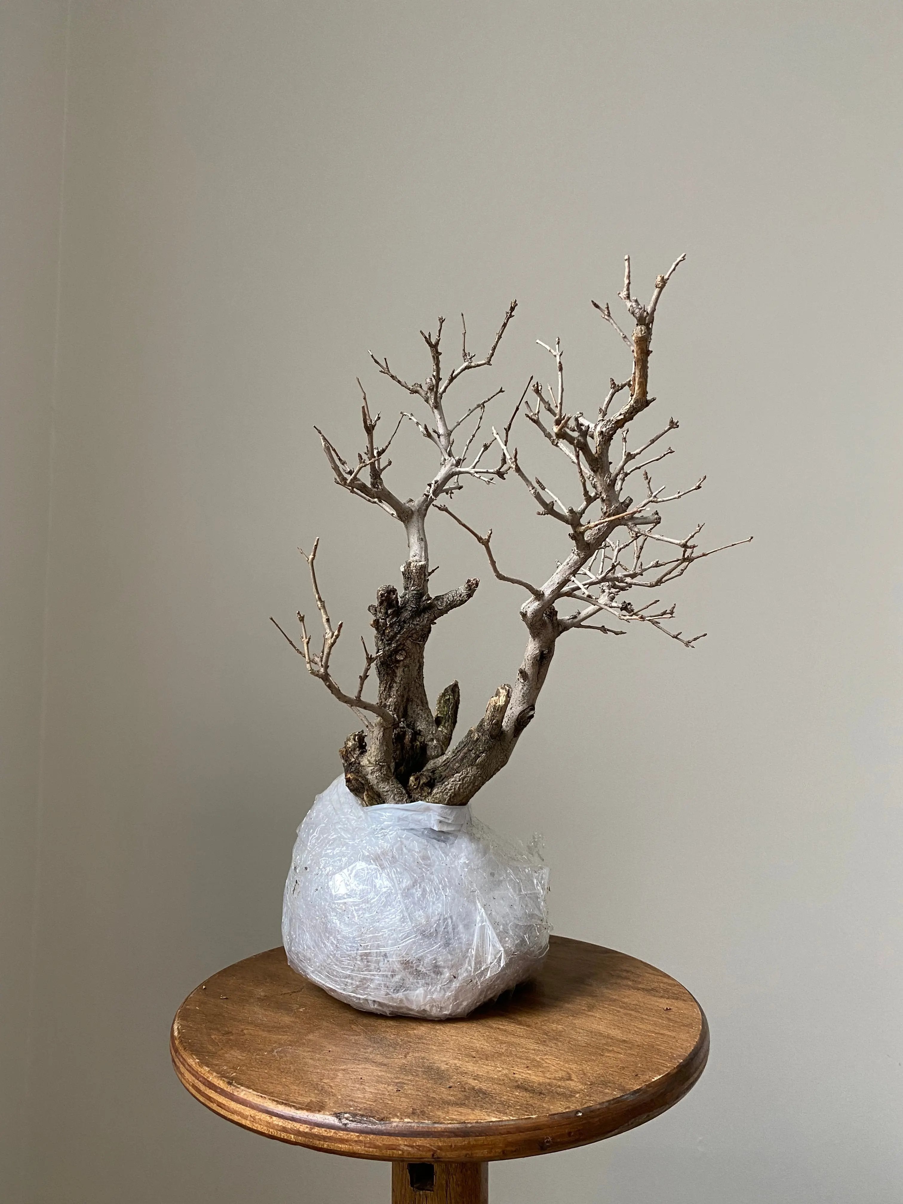 Pomegranate Neji-Kan Canada Bonsai