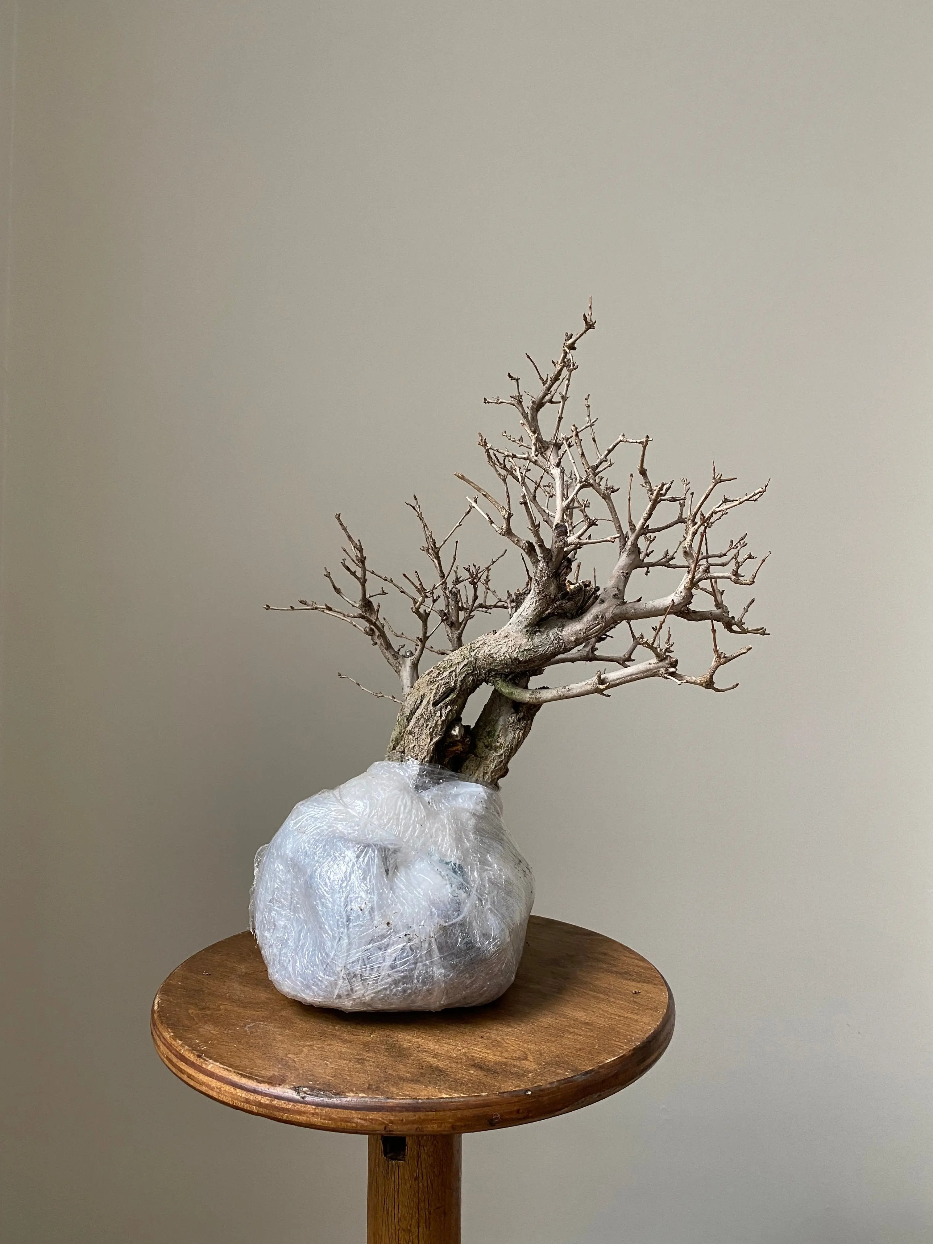 Pomegranate Neji-Kan Canada Bonsai