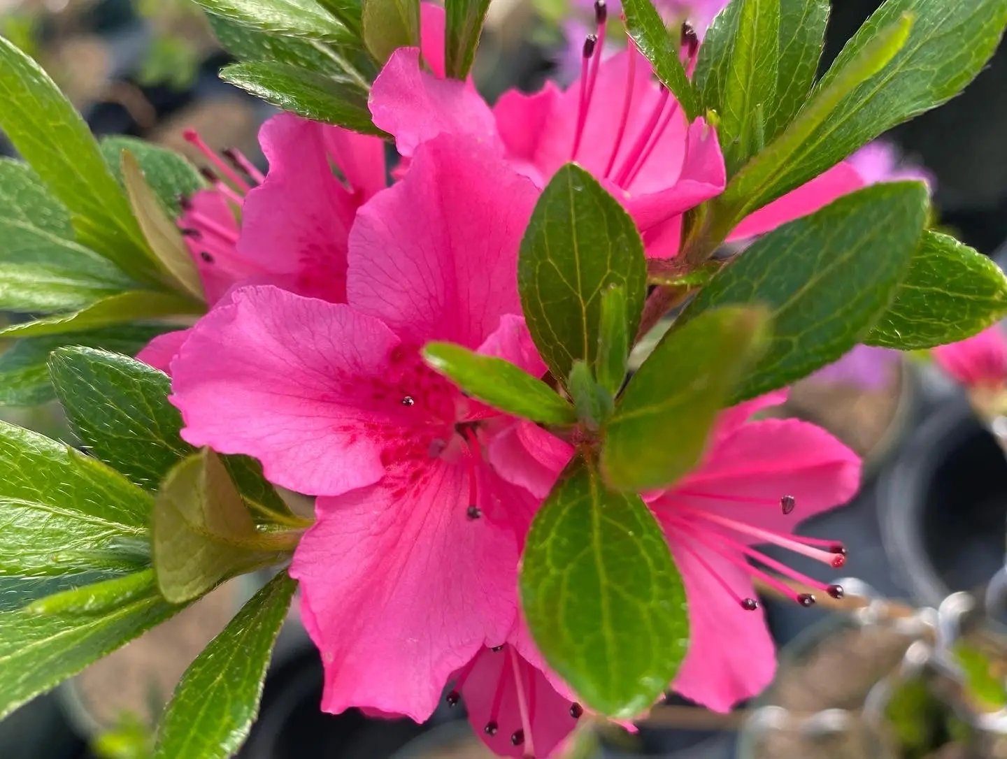 Satsuki Azalea Canada Bonsai