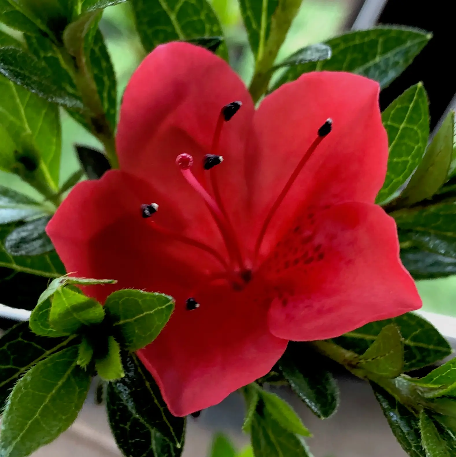 Satsuki Azalea Canada Bonsai