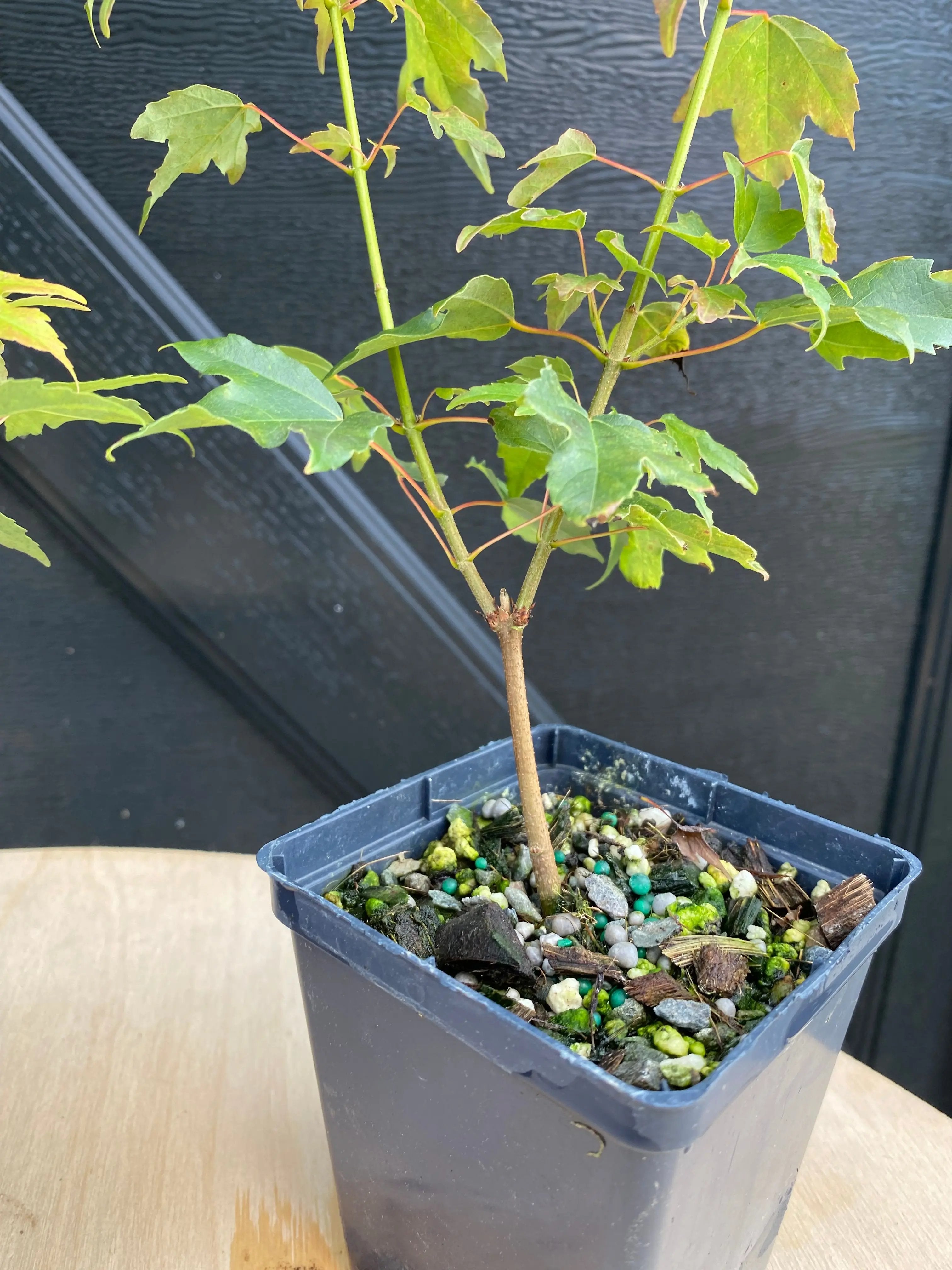 Trident Maple Canada Bonsai