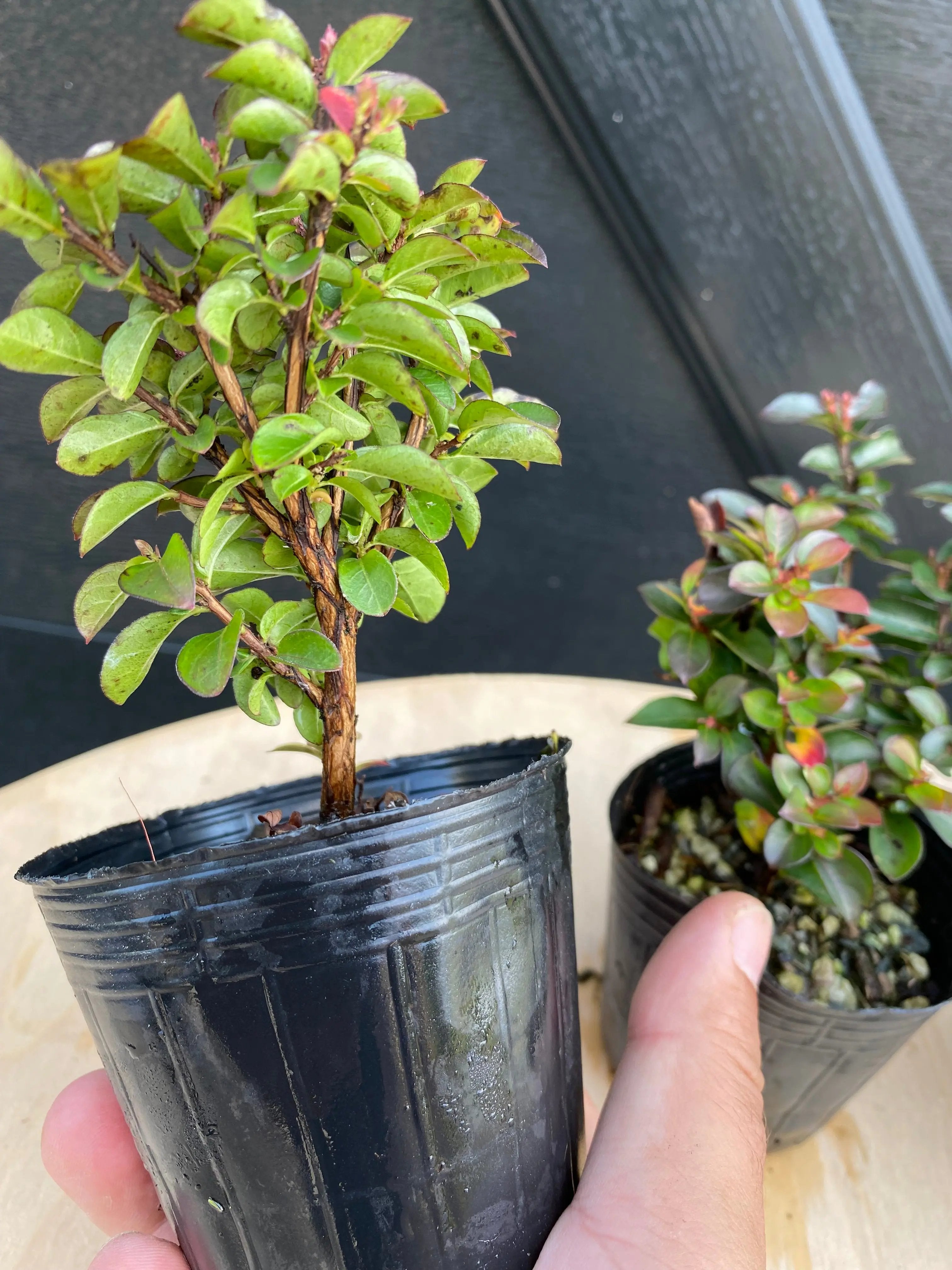 Crepe Myrtle (Dwarf) Canada Bonsai
