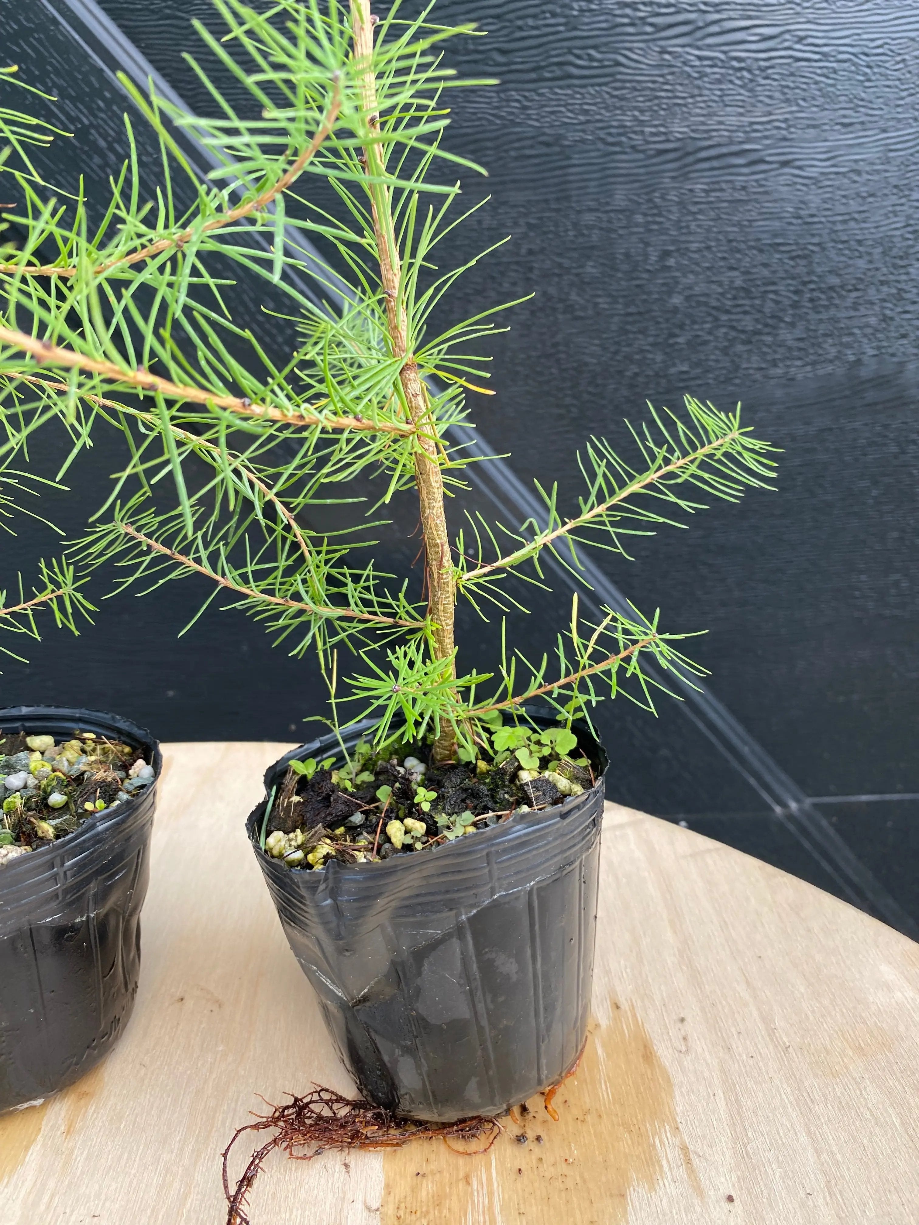 Larch Canada Bonsai