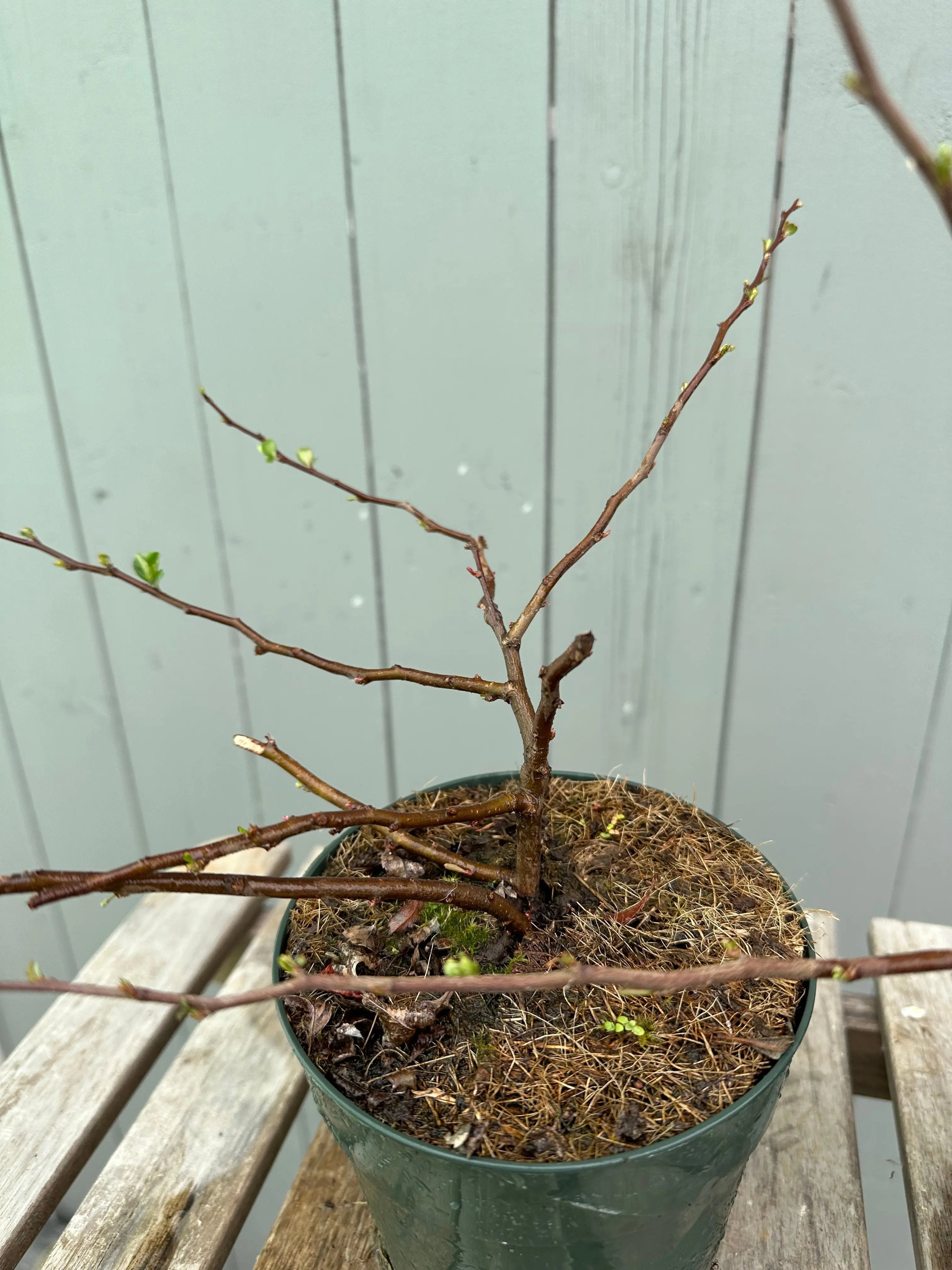 Japanese Quince var. Chojubai (white) Canada Bonsai