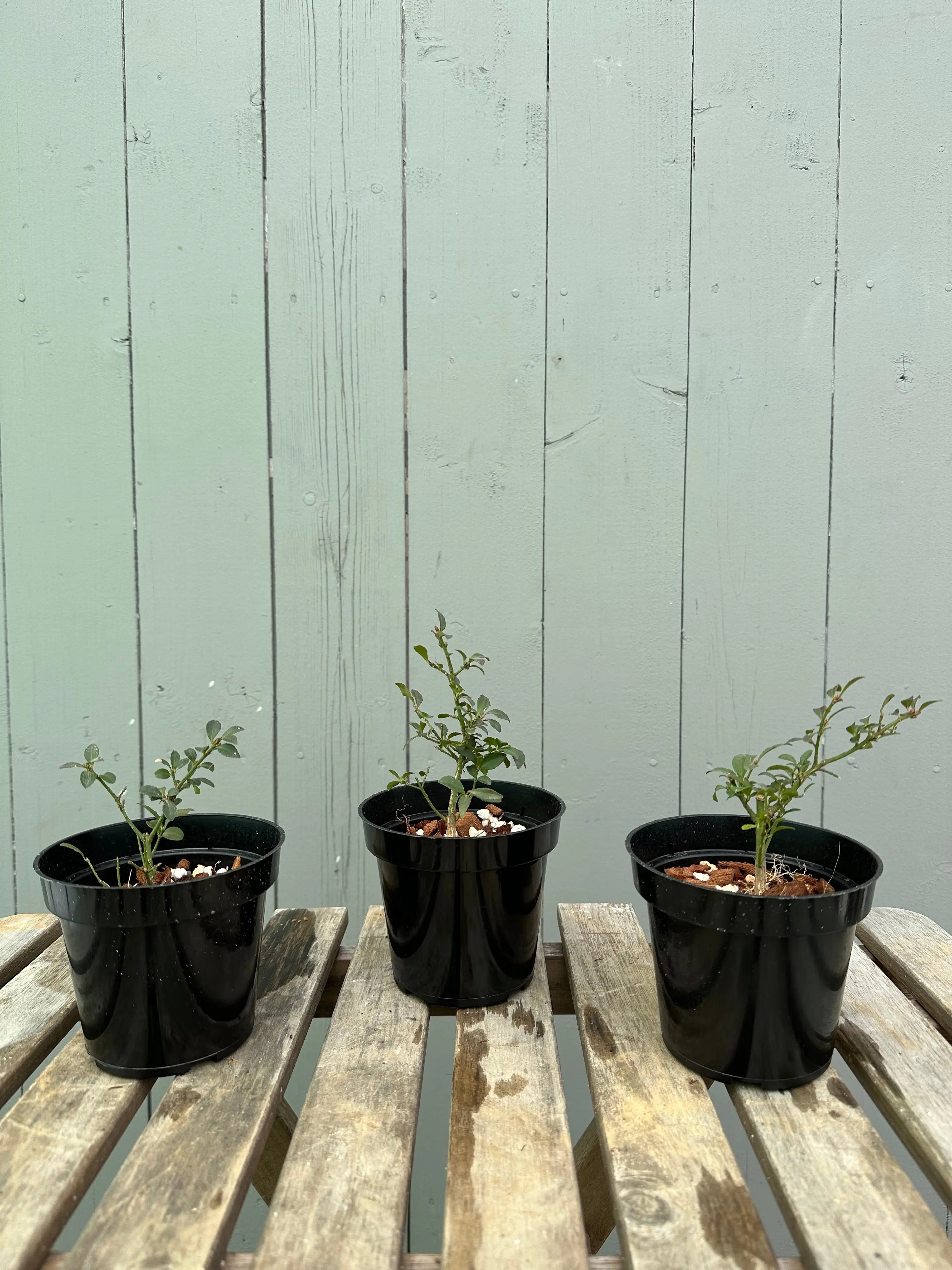 Komayumi Canada Bonsai