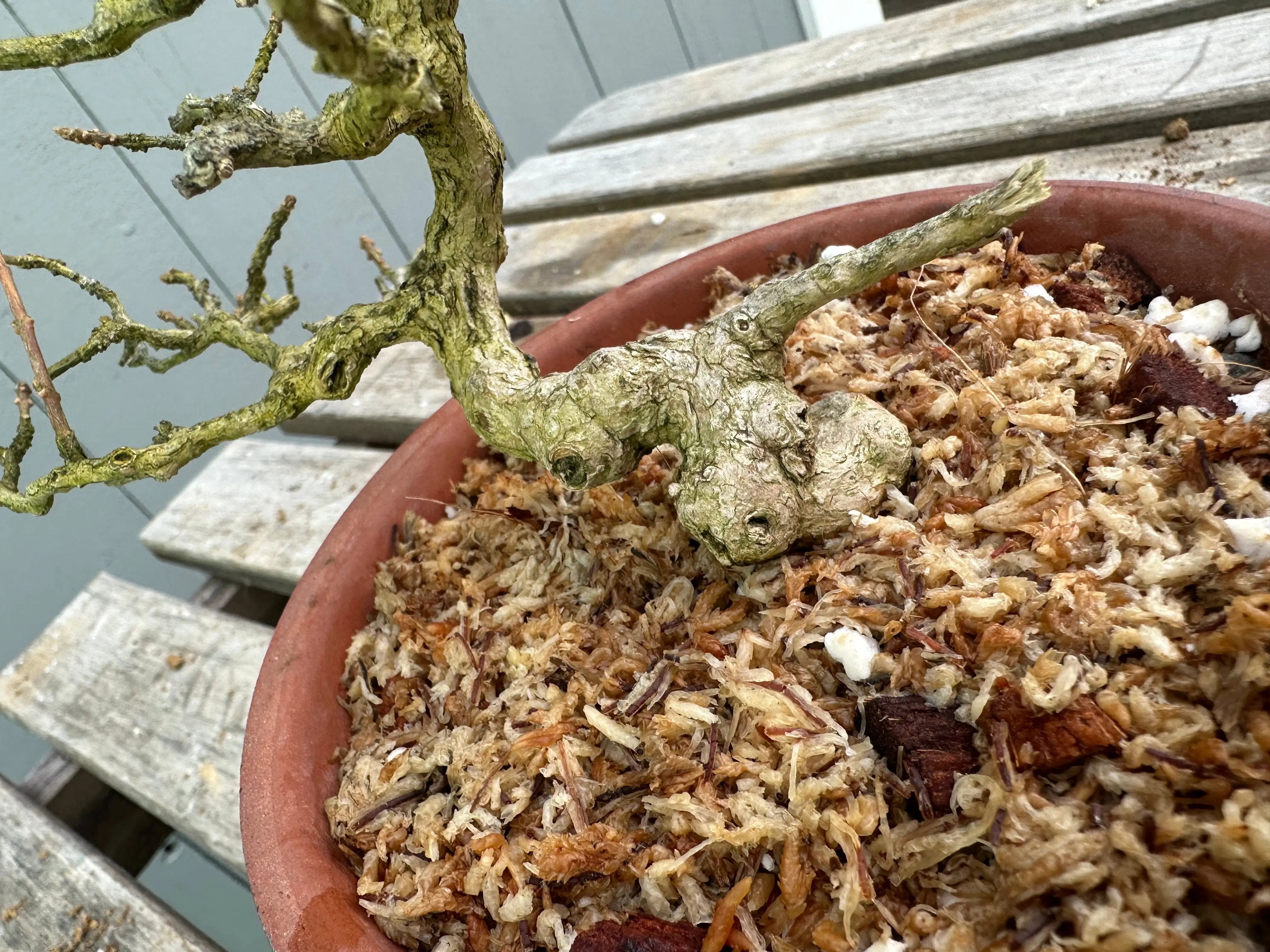 Musk Maple Canada Bonsai