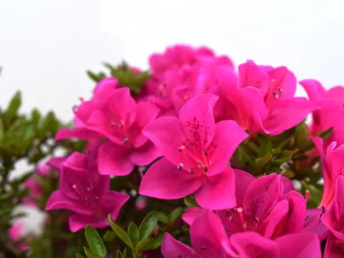 Satsuki 'Hoshi-no-Kagayaki' Canada Bonsai