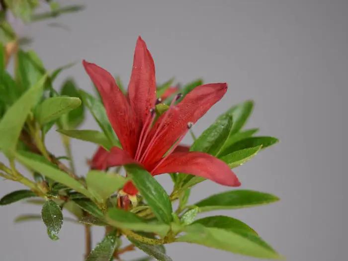 Satsuki 'Kokuryu' Canada Bonsai