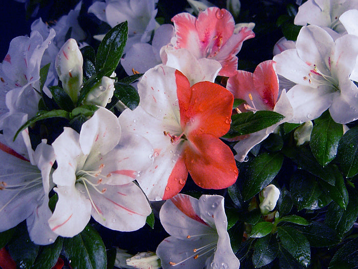 Satsuki 'Meguriai'
