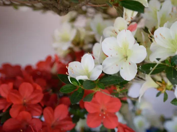 Satsuki 'Yumemirai' Canada Bonsai
