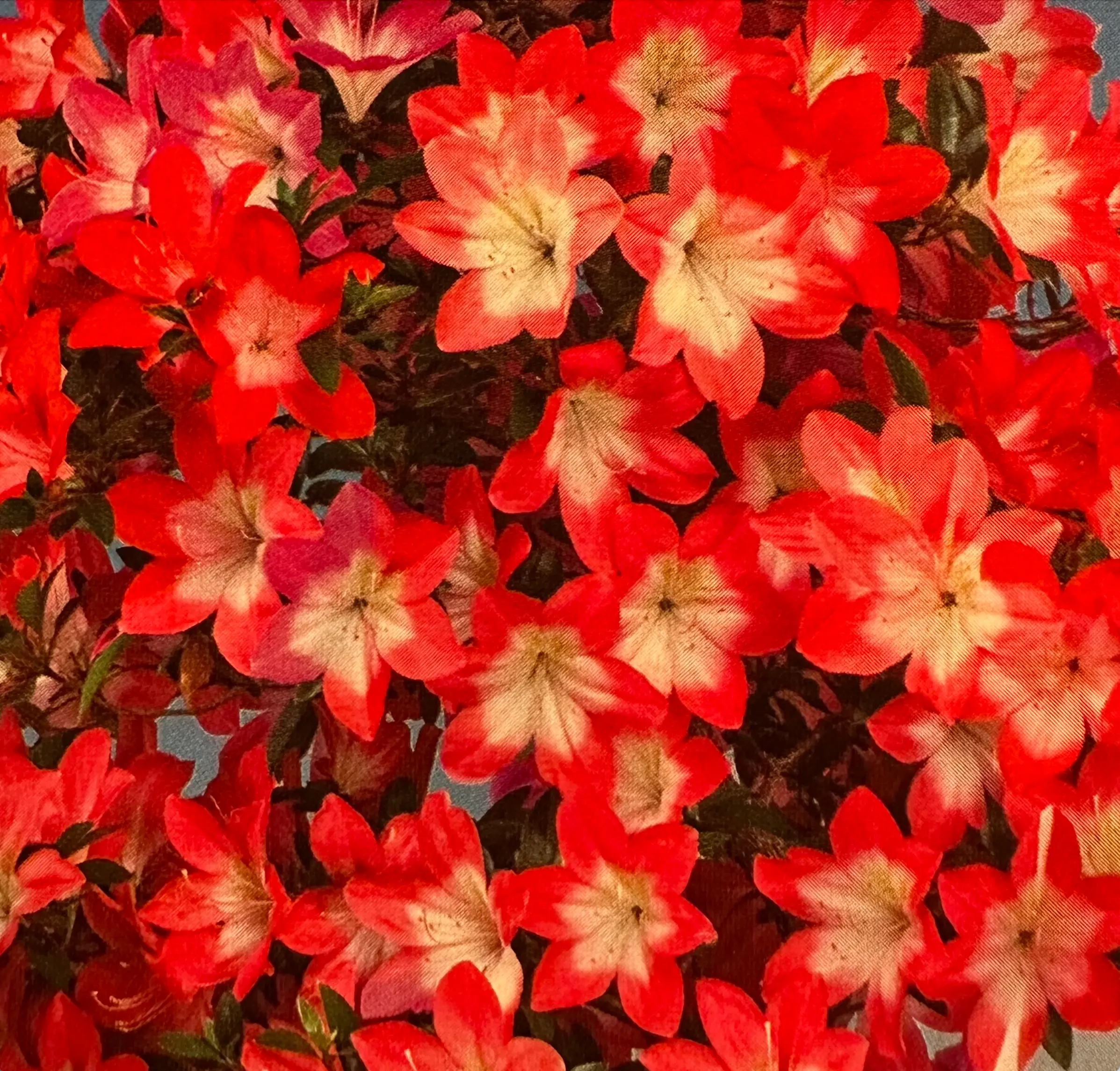 Satsuki Azalea 'Asuka Bijin' Canada Bonsai